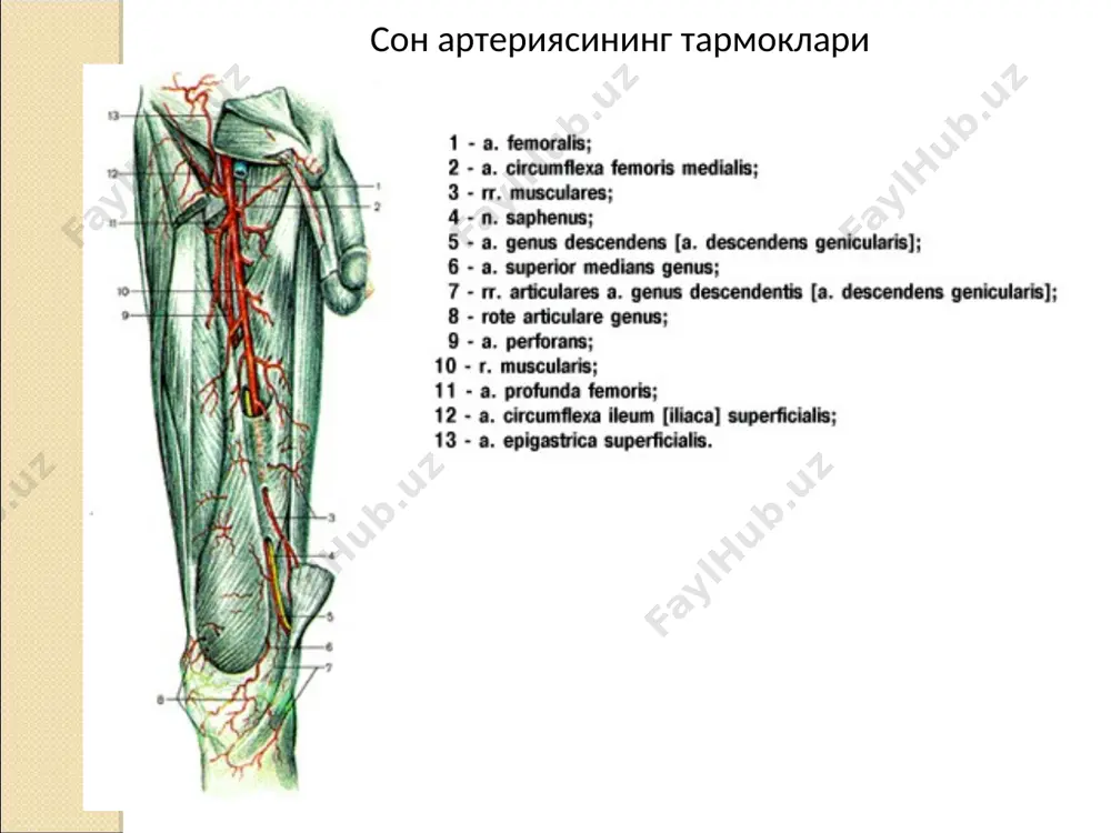 ички ва ташки ёнбош артериялар - Page 4