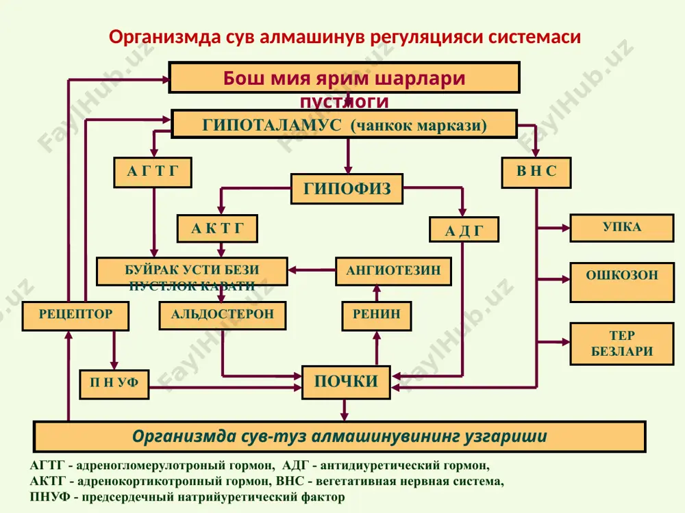 жасида: -капиллярлар девори кенгайиб кетиши -биологик актив моддалар таъсири натижасида– гистамин, кинин, простагландин ва бошкалар. -эндотелиал хужайраларни токсинлар,гипоксия,ацидоз хисобига зарарланиши. патогенезда яллигланиш,аллергик,токсик шишлар катнашади. лимфоген омил лимфа томирлари тромбози еки яллигланиши хисобига, юкори ковак венада босим ортиши патогенезда яллигланишли шиш, юрак шиш,микседемадаги шиш,фил оек ва хоказолар етади. нейроэндокрин омил сув-электролит алмашинуви нерв ва гуморал регуляциясини бузилиши. («ошибочное» включение антидиуретической и антинатрийуретической систем, нарушение чувствительности волюмо- и осморецепторов) патогенезда юрак,буйрак,жигар шишлари мухим рол уйнайди. шишнинг патогенетик омиллари шиш ривожланишининг гидродинамического омили конда веноз босим ортиши айланиб юрувчи кон хажми ортиши *микроциркулятор узан томирларида гидростатик босим эффектив ортиши микроциркулятор узан томирларида эффектив резорбцион босим пасаиши. умумий махаллий ш и ш тукималарда гидростатик босим камайиши гидродинамик омил даги шиш келиб чикиш механизми этиологик омил айланиб юрувчи кон массаси еки веноз босим ортиши артериолалар, прекапиллярлар: эгд>эовс венулалар, посткапиллярлар: эгд ≥ эовс интерстицияда суюклик филтрацияси ортиши интерстициядан суюклик резорбцияси тормозланиши  эгд - эффективное гидростатическое …