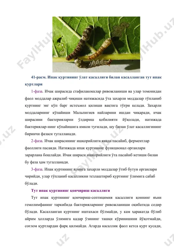 нган ичак ҳам ҳисобланади, яъни ичак механик таъсирида ёки бошқа сабаблар билан айрим тур бактерияларнинг токсинлари таъсирида ҳам бактериялар гемолифага кириб иккиламчи септицемияни қўзғатиши мумкин. ипак қуртида ҳамма бактериялар ҳам қончириш касаллигини оммавий – эпизоотия қилавермайди. эпизоотия ипак қурти боқиладиган жой юзасида касаллик қўзғатувчи бактериянинг миқдорига боғлиқ бўлади. эпизоотиянинг ҳосил бўлиши боқиш жараёнидаги жойига, ғанани чиришига, касал қуртларнинг суюқ экскременти кабиларга ҳам боғлиқ бўлади. ипак қуртларининг оммавий ўлими уларнинг ҳолатига ҳам боғлиқ, чунки нимжон ҳолатдаги қуртларда касалликни қабул қилиш даражаси кўп бўлади. кўп йиллик тажрибалар шуни кўрсатадики ёзги қурт боқиш даврида ипак қуртларининг бактерия касалликларига чидамсизлиги ортиб, кам вирулентли бактериялар ҳам уларнинг ўлимига сабаб бўлади. қон чириш касаллиги қуртларнинг ёшларига ҳам боғлиқ бўлади, чунки кичик ёшларда қуртларнинг танасидаги тукчалар қалин бўлади, бешинчи ёшларида эса тукчалар сийрак бўлиб ҳимояланиш кам бўлади, натижада катта ёшларда қончириш касаллиги кўпроқ учрайди. тут ипак қуртининг лиққоқ касаллиги ипак қуртининг стрептококк касаллиги қадимдан маълум бўлиб, бу …