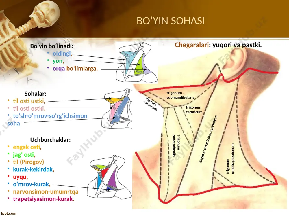 ari bilan beshinchi fassiya orasida joylashgan. bu yerda bo'yinning uzun mushaklari (mm.longus colli va longus capitis), ular ustida simpatik nerv poyasi joylashadi. 17 til osti suyagi usti sohasi, regio suprahyoidea 18 soha yuqorida pastki jag'ning pastki qirrasi va uning so'rg'ichsimon o'siq cho'qqisiga shartli ravishda davom ettirilishi, pastda — til osti suyagi tanasi va shoxlari bo'ylab o'tkazilgan chiziq, yon tomonlardan to'sh-o'mrov-so'rg'ichsimon mushaklarining oldingi qirrasi bilan chegaralanadi. soha uch bo'limdan iborat: toq o'rta bo'lim engak osti; u ikki qorinchali mushaklarning oldingi qorinchalari va til osti suyagi tanasi bilan chegaralanadi; uning yon tomonlarida - juft jag' osti bo'limi {trigonum submandibulare) bo'lib, u jag' osti so'lak bezining joylashgan o'rniga to'g'ri keladi. terisi harakatchan va cho'ziluvchan. birinchi fassiya teri osti mushaki {m.platysma) uchun g'ilof hosil qiladi, mushakning tolalari pastdan yuqoriga va tashqaridan ichkariga yo'nalgan. teri osti mushaki g'ilofining orqa devori bilan ikkinchi fassiya orasida, pastki jag'ning qirg'og'i ostida bitta yoki bir nechta jag' osti limfa …