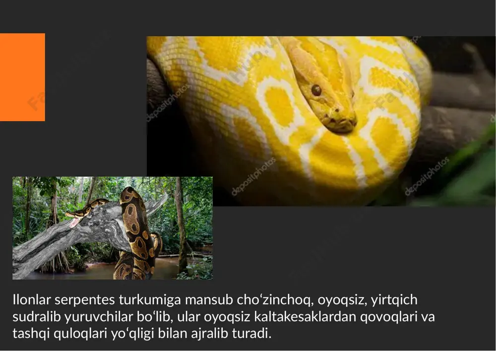 eng tezkor hisoblanadi (shaxslar 11 km / soat tezlikda harakatlana oladilar). zaharli ilon qurbonni bir necha soniya ichida o'ldiradi. biroq, hayvon tajovuzkor emas va faqat unga tahdid sezilganda odamga hujum qilishi mumkin. qora mamba o'z nomini og'iz chizig'i rangidan oldi. yirtqichning terisi zaytun, yashil, jigarrang, ba'zida metall aralashmasi bilan ajralib turadi. oddiy ilon - o'ziga xos xususiyatlar - boshning yon tomonlarida joylashgan sariq yoki to'q sariq dog'lar; avstraliyaning cho'lida yoki tekisligida er qo�lini uchra�sh mumkin. ko'pincha, ushbu turdagi ilonlar 2,5 metrgacha o'sadi. zolim ilon zahari kobraga qaraganda 180 barobar kuchliroqdir. sovuq qonli hayvonning rangi ob-havo sharoitlariga bog'liq. shunday qilib, issiqda taypanlarning terisi somonga o'xshaydi va sovuqda ular to'q jigarrang bo'ladi. uzunligi 7,5 metrga etgan ulkan zaharli bo'lmagan ilon. urg'ochilar qudratli tanasi va ka�aligi bilan erkaklardan farq qiladi. pitonlar kichik va o'rta sutemizuvchilarni iste'mol qilishni afzal ko'rishadi. ular ko'p kunlar davomida leopar, porupin, shoqolni yu�b yuborishi va o'ljasini hazm qilishi mumkin. …