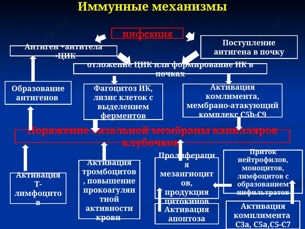 иглицеридемия отечный синдром ад не повышено или повышено незначительно ускоренно прогрессирующее течение – морфологически мезангиокапиллярный, фокально-сегментарный гломерулосклероз. хпн через 5-6 лет клинические варианты хгн (3) смешанный гломерулонефрит – (сочетание нефротический + гипертоничекий). наиболее неблагоприятная форма. мезангиокапиллярныый гломерулонефрит. быстропрогрессирующее течение. хпн через 2-5 лет подострый (злокачественный) – нефротический синдром, с аг и быстрым развитием почечной недостаточности. морфологически находят пролиферация эпителия клубочков с формированием «полулуний». летальность через 1-2 года хгн при системных заболеваниях – скв, геморрагическом васкулите диагностика хгн стабильно наблюдающийся мочевой синдром длительность заболевания не менее 1,5 лет отсутствие других причин. обуславливающие появление мочевого синдрома при наличии аг и отечного синдрома искл. другое происхождение лечение хгн (1) режим ограничение физических нагрузок, избегать переохлаждений диета ограничение поваренной соли до 10. иногда 3-5 г/сутки медикаментозная терапия в зависимости от форы хгн, наличия обострения и морфологической картины лечение хгн (2) иммунная супрессия (гкс, цитостатики) – при нефротическом варианте хгн, хгн у больных с скв, …