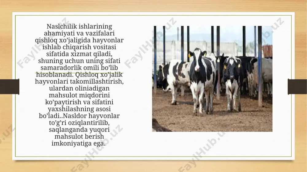 bunday go'shtlar jambon uchun juda yaxshi. blubber qalinligi 4-6 sm. uchinchi davr 16 oygacha boqishdan iborat. go'sht yog'ga aylanadi va qorong'i taxminan 6 sm qalinlikda bo'ladi. yilqichilik — chorvachilik tarmogʻi. otlarni urchitish, koʻpaytirish, zotini takomillashtirish, naslchilik ishlari bilan shugʻullanadi. y. ishchi hayvon tariqasida arzon, samarali energiya manbai. y. xilma-xil q.x. ishlarida, sanoat korxonalarida, geologlarning razvedkachilik-qidiruv ishlarida, turli xil ilmiy ekspeditsiya tarkibida, chegara qoʻshinlari va qoʻriqchilik xizmatida noyob ot-ulov vazifasini oʻtaydi. mavjud mahalliy ot zotlarini takomillashtirish va davr talabiga mos yangi ot zotlarini yaratish 18- va 19-asr larda jadal surʼatlar bilan amalga oshirildi. natijada 21-asr boshlariga kelib dunyo mamlakatlarida 250 dan ortiq xilmaxil turkum ot zotlari urchitilmoqda. shular qatoridan odimlab yuruvchi, vazni 800–900 kg yirik, ogʻir yuk tortuvchi (16 tonnagacha) yilqi zotlari va boʻyi 30 sm, tugilgandagi vazni 5–6 kg keluvchi mitti falabella (avstraliya) poni otlari oʻrin olgan. image5.png image6.png image7.jpg image8.jpg image9.jpg image10.jpg image11.jpg image12.jpg image13.jpg image14.jpg image15.jpg image16.jpg image17.jpg …