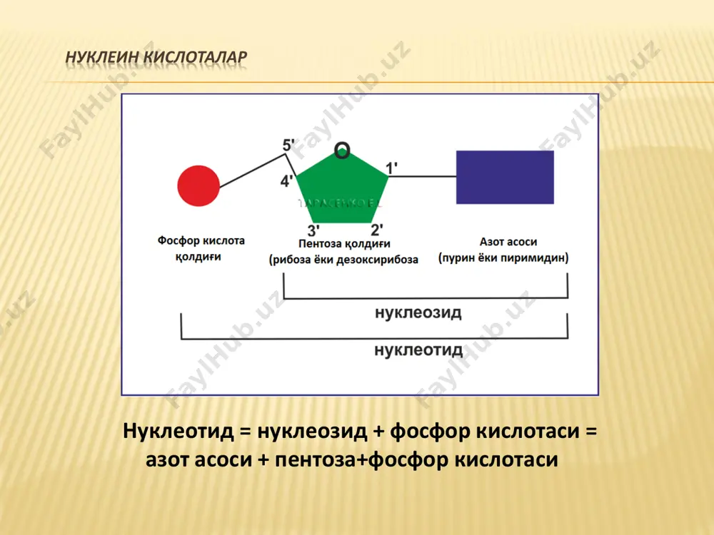 йраларда асосан уч хил рнк учрайди: рибосомал рнк (ррнк), транспорт килувчи рнк (трнк) ва информацион рнк (ирнк) ёки воситачи рнк (мрнк). аксарият ҳужайраларда кўплаб кичик цитоплазматик рнк (мцрнк), эукариот ҳужайраларда эса кичик ядроли рнк (мярнк) учрайди. ҳужайрадаги рнкнинг 80-85% га яқинини рибосомал рнк (ррнк), 10%ини трнк, 5% ини ирнк ташкил қилади. кичик ядроли ва цитоплазматик рнк эса умумий рнк нинг 2%ини ташкил қилади. транспорт қилувчи рнк трнкнинг асосий вазифаси аминокислоталарни акцепторлаш ва уларни ҳужайранинг оқсил синтез қилувчи аппаратига етказиб беришдир. улар қайтар транскрипция жараёнида праймер ролини бажаради. трнкнинг кетма-кетлиги. трнк 70-90 та нуклеотидларнинг кетма-кетлиги ва 10% атрофида минор компонентлардан тузилган. у “беда барги” деб номланадиган иккиламчи структурани ҳосил қилади. ушбу структура 4 ёки 5 та икки занжирли спирал банд ва 3 та айридан ташкил топган. ҳар бир бандда 4-7 та қўш спирални ҳосил қилувчи уотсон-крик жуфти бор. акцептор, антикодон, дигидроуридил (d), псевдоуридил (tψс) ва қўшимча банд фарқланади. акцептор бандида полинуклеотид …