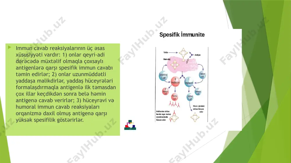 lma şəraitindən, makroorqanizmin reaktivliyi və reaksiyasının xarakterindən asılı olaraq immunogenlər, tolerogenlər və allergenlər ayırd edilir.i̇mmunogenlər orqanizmə daxil olduqda immunitet amillərinin (anticisimlərin, antigenreaktiv limfositlər klonunun) hasilatı ils nəticələnən produktiv immun reaksiyaları induksiya etmək qabiliyyətina malikdirlər. tolerogenlər immunogenin əksinə olaraq orqanizmda tolerantlıq, yaxud areaktivlik törədir. tolerogen molekulu monomerliyə, kiçik molekul kütləsinə, epitopların yüksək sıxlığına malik olaraq yüksək dispersliyi ilə fərqlənir. bunlardan immunoloji konfliktlərin və allergiyanın müalicəsində müəyyən antigenlərə qarşı areaktivlik yaratmaq üçün istifadə edilir.allergenlar öz xassələrinə görə immunogenlərdən fərqlənmir, onlar orqanizmdə ani va ya lang tipli yüksək həssaslıq reaksiyaların formalaşmasına səbəb olur. image1.jpeg image2.jpeg image3.jpeg image4.jpeg image5.jpeg image6.jpeg image7.jpeg /docprops/thumbnail.jpeg