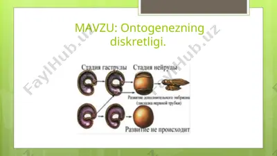 ontogenezning diskretligi — PPT