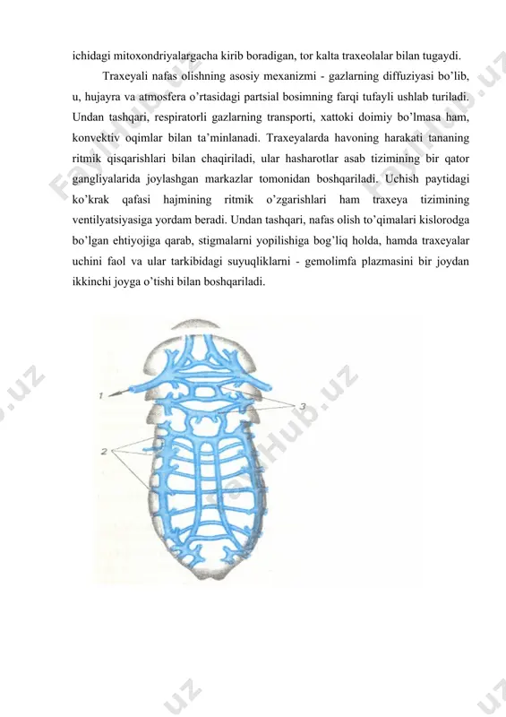 gi energiyani kompensatsiya qiladi. ushbu mushaklarni uzunchoq miyadagi nafas olish markazi boshqaradi, bu markaz o’zining tashkiliyligi bo’yicha sut emizuvchilarning nafas olish markaziga yaqin bo’ladi. karbonat angidridni suvda erish darajasining yuqoriligi, uni suvdan olish osonlashtiradi. shu tufayli, baliqni respiratorli apparatining ishi organizmni kislorod bilan ta’minlashga xizmat qiladi. qondagi kislorod miqdori to’g’risidagi signallar jabra qon tomirlarining xemoretseptorlaridan keladi va baliqning nafas olish markazi faolligini boshqaradi, hamda uni, suv havzasining fiziologik optimal oksigenatsiyali zonalarini tanlashga majbur qiladi. ikki xil nafas oluvchi baliqlar bitta yoki ikkita qopchasimon ixtisoslashgan a’zo - o’pka yordamida nafas oladi. ko’pchilik amfibiyalar, havo bilan nafas olishga o’tgan bo’lsa ham, o’pkasi uncha rivojlanmagan bo’ladi. ular iste’mol qiladigan o2 va ajratilgan so2ning ko’p qismi o’pka orqali emas, balki namlangan teri orqali diffuziyalanadi. reptiliyalarning (sudralib yuruvchilar) tanasi dag’al teri bilan qoplanishi oqibatida suvda va teri orqali nafas olish imkoniyati yo’qoladi (suvda yashaydigan ayrim turlar va kaltakesaklardan tashqari). shunday qilib, nafas olish evolyutsiyasining ushbu …