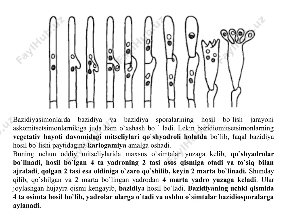 `zbekistonda tarqalgan vakillaridan biri yer xina (bovista plumbea). u o`tloq va chorva mollari boqiladigan dalalarda uchraydi. yer xinasining yosh mevatanalani oppoq, dumaloq shakida, ustki qismi ikki qavat peridiy bilan qoplangan. yetilgan mevatanalari esa qoramtir-qo`ng`jr rangga kiradi qorakuyanamolar qabilasi - ustilaginales bazidiyali zamburug`lar singari qorakuya!ar ham o`simliklarda obligat parazit holda hayot kechiradi. ularning ham rivoj!anish siklida mevatana hosil bo`lmaydi. zang zamburug`lariga nisbatan qorakuyalar ko`proq donli o`simliklarning boshog`ida tarqalgan. aslida ularning mitseliylari o`simlik a`zolarida diffuziya shaklida joylashib, asosidan boshog`igacha bo`lgan qismlarining hammasini egallaydi. lekin qorakuya massasining hosil bo`lishi asosan boshoqda bo`ladi. https://www.youtube.com/watch?v=72ufvf04cuu zangnamolar qabilasi - uredinales yuqorida aytib o`tilganidek, ushbu qabilaning barcha turlari yuksak o`simliklarda obligat parazit sifatida yashab, madaniy o`simliklarga ham katta zarar yetkazadi. o`simliklarning vegetativ a`zolanida parazitlik qilib, rivojlanish siklida mevatana hosil qilmaydi. kasallangan o`simliklar ustida odatda to`q samiq-qo`ng`im dog`lar hosil bo`ladi. ushbu dog`lar zang ko`ninishida bo`lganligi uchun zang zamburug`lari deb ataladi. shuningdek, notakomil zamburug`larning ayrim turlari boshqa qishloq xo`jalik …
