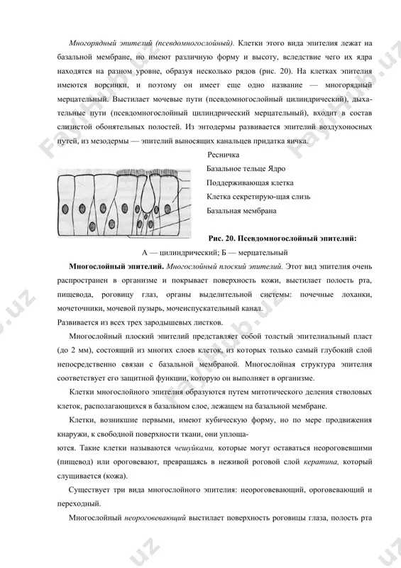 ). он выстилает яйцеводы, где способ​ствует движению половых клеток, желудочки головного мозга, спин​номозговой канал и дыхательные пути. многорядный эпителий (псевдомногослойный). клетки этого вида эпи​телия лежат на базальной мембране, но имеют различную форму и вы​соту, вследствие чего их ядра находятся на разном уровне, образуя не​сколько рядов (рис. 20). на клетках эпителия имеются ворсинки, и по​этому он имеет еще одно название — многорядный мерцательный. вы​стилает мочевые пути (псевдомногослойный цилиндрический), дыха​тельные пути (псевдомногослойный цилиндрический мерцательный), входит в состав слизистой обонятельных полостей. из энтодермы раз​вивается эпителий воздухоносных путей, из мезодермы — эпителий выносящих канальцев придатка яичка. ресничка базальное тельце ядро поддерживающая клетка клетка секретирую-щая слизь базальная мембрана рис. 20. псевдомногослойный эпителий: а — цилиндрический; б — мерцательный многослойный эпителий. многослойный плоский эпителий. этот вид эпителия очень распространен в организме и покрывает поверхность кожи, выстилает полость рта, пищевода, роговицу глаз, органы выделительной системы: почечные лоханки, мочеточники, мочевой пузырь, мочеиспус​кательный канал. развивается из всех трех зародышевых …