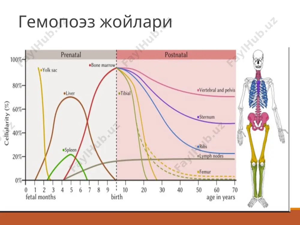 ради лейкоцитларни хосил булиши янги тугилган чакалоклар – 10-30*109/l 1 ёшгача– 8-10*109/l катта ёшдаги болаларда – 4-9*109/l лейкоцитларни нормал микдори * грануляр лейкоцитлар улар барча оқ қон ҳужайраларининг 50 дан 70% гача, иммунитет тизимида рол ўйнайди агрануляр лейкоцитлар в, т ва тҳ ҳужайраларини чикаради ва уларнинг функцияларини тартибга солиш орқали умумий ҳужайрали иммунитет учун жавобгарликни ўз зиммангизга олади. лимфоцит моноцит * лейкограмма ( 5 ёшдан кейин) метамиелоцитлар < 1 % таёкча нейтрофиллар 1-2 % сегментар нейтрофиллар 55-65 % базофиллар 0-1 % эозинофиллар 2-4 % моноцитлар 4-8 % лимфоцитлар 23-35 % * состоит из исследования крови определить наличие и количество различных типов лейкоцитов. получается исследование пленки крови или мазка периферической крови. лейкоцитларни микдорини узгариши: neutrophil eosinophil basophil lymphocyte monocytes neutrophilia eosinophilia basophilia lympocytosis monocytosis neutropenia eosinopenia basopenia lymphopenia monocytopenia камайиши купайиши лейкоцитлар диссоциацияси 4 - 5-кунларда нейтрофиллар ва лимоцитлар сони 40-45% бўлганида "биринчи кесишма". "иккинчи кесишма" 4-5 ёшда, нейтрофил гранулоцитлар ва …