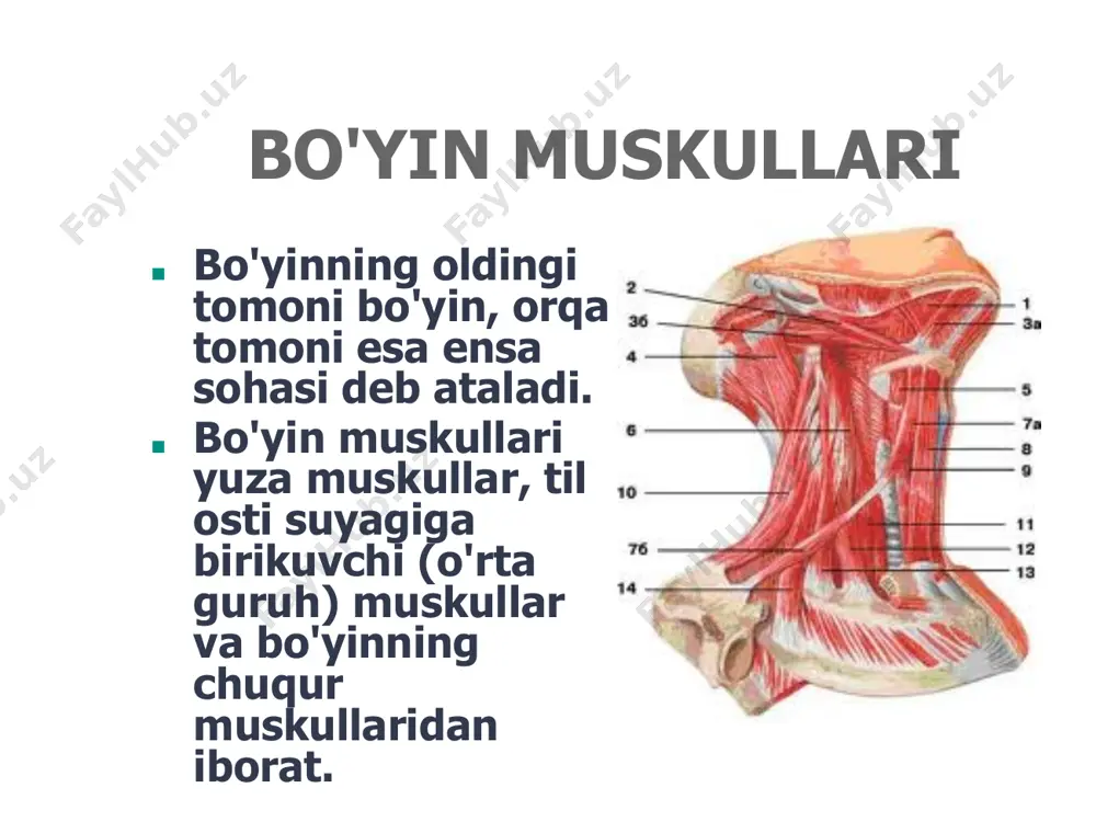 r i: a. cervicalis ascendens, a. thyroidea inferior. o'rtadagi narvonsimon muskul (m. scalenus medeius) barcha bo'yin umurtqalarining ko'ndalang o'siqlaridan boshlanib, i qovurg'aning tana yuzasiga (sulcus a. subclavae ning orqasiga) yopishadi. qon t о m i r 1 a r i: a. vertebralis, cervicalis profunda. orqadagi narvonsimon muskul (m. scalenus posterior) v- vl bo'yin umurtqalarining ko'ndalang o'siqlaridan boshlanib, ii qovurg'aning tashqi yuzasiga yopishadi. innervatsiyasi: bo'yin chigali cvu-cvi]1 dan. bo'yinning uzun muskuli ■ (m. longus colii). bu muskul ii-vi bo'yin umurtqalarining tanasini egallab yotadi. old tomondan halqum va qizilo'ngach bilan yopilib turadi. ■ funksiyasi. muskullar ikki tomondan baravar qisqarsa, bo'yin oldinga, bir tomondan qisqarsa, yon tomonga bukiladi. ■ innervatsiyasi: bo'yin chigali c^-c^ dan. ■ qon t о m i r 1 a r i: a. vertebralis, a. cervicalis ascendyeus. a. cervicalis profunda. ■ boshning uzun muskuli (m. longus capitis) ih-vi bo'yin umurtqalaridan boshlanib, ensa suyagining pars basilaris iga yopishadi. ■ funksiyasi. ikkala …