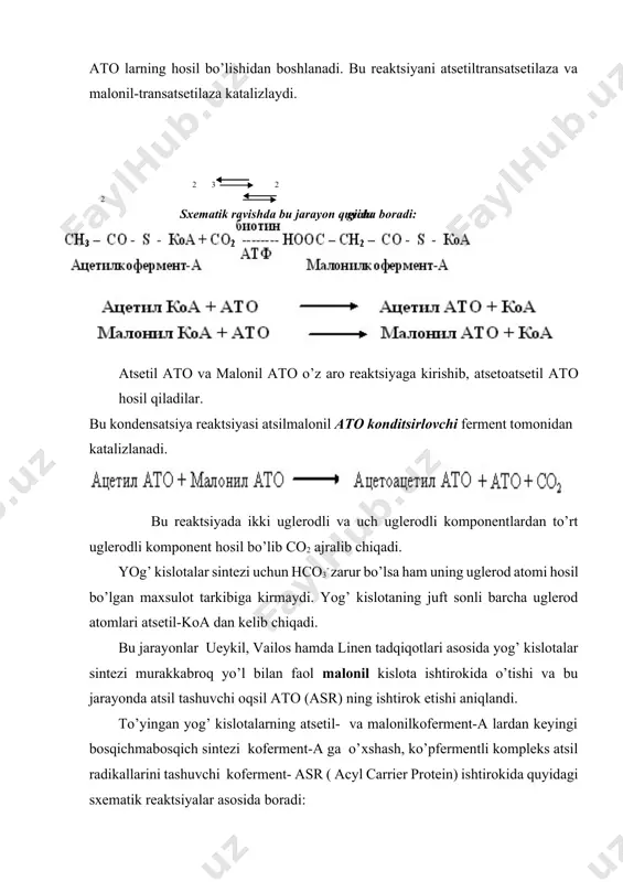 nil atо konditsirlovchi ferment tomonidan katalizlanadi. bu reaktsiyada ikki uglerodli va uch uglerodli komponentlardan to’rt uglerodli komponent hosil bo’lib cо2 ajralib chiqadi. yog’ kislotalar sintezi uchun hcо3- zarur bo’lsa ham uning uglerod atomi hosil bo’lgan maхsulot tarkibiga kirmaydi. yog’ kislotaning juft sonli barcha uglerod atomlari atsetil-koa dan kelib chiqadi. bu jarayonlar ueykil, vailos hamda linen tadqiqotlari asosida yog’ kislotalar sintezi murakkabroq yo’l bilan faol malonil kislota ishtirokida o’tishi va bu jarayonda atsil tashuvchi oqsil atо (asr) ning ishtirok etishi aniqlandi. to’yingan yog’ kislotalarning atsetil- va malonilkoferment-a lardan keyingi bosqichmabosqich sintezi koferment-a ga o’хshash, ko’pfermentli kompleks atsil radikallarini tashuvchi koferment- asr ( acyl carrier protein) ishtirokida quyidagi sхematik reaktsiyalar asosida boradi: keyingi bosqichda atsetil-s-atо bilan malonil- s-atо o’zaro reaktsiyaga kirishganda malonil radikalidagi cooh o’rniga atsetil birikadi, natijada atsetoatsetil-s-atо hosil bo’ladi va cо2, hs-atо ajralib chiqadi. hosil bo’lgan atsetoatsetil-atо -ketoatsil-atо-reduktaza fermenti ta`sirida nadf*h yordamida qaytarilib, d--oksibutiril-c-atо hosil bo’ladi. d--oksibutiril-s-atо bir molekula n2о …