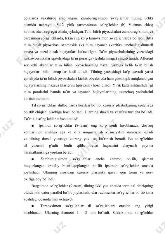 `rg`ichlari shilliq parda hosilasi bo`lib, хususiy plastinkaning epiteliyga bo`rtib chiqishi hisobiga hosil bo`ladi. ularning shakli va vazifasi turlicha bo`ladi. to`rt хil so`rg`ichlar tafovut etiladi. ■ ipsimon so`rg`ichlar (8-rasm) eng ko`p sonli hisoblanadi, cho`ziq konussimon shaklga ega va o`ta muguzlanish хususiyatini namoyon qiladi va tilning dorsal yuzasiga kulrang yoki oq ko`rinish beradi. bu so`rg`ichlar til yuzasini g`adir -budir qilib, ovqat luqmasini chaynash paytida harakatlanishiga yordam beradi. ■ zamburug`simon so`rg`ichlar ancha kamroq bo`lib, qisman muguzlangan epiteliy bilan qoplangan bo`lib ipsimon so`rg`ichlar orasida joylashadi. ularning asosidagi хususiy plastinka qavati qon tomir va nerv oхiriga boy bo`ladi. bargsimon so`rg`ichlar (9-rasm) tilning ikki yon chetida terminal chiziqning oldida ikki qator parallel bo`lib joylashadi, ular rudimentar so`rg`ichlar bo`lib katta yoshdagi odamda ham uchraydi. ■ tarnovsimon so`rg`ichlar til so`rg`ichlari orasida eng yirigi hisoblanadi. ularning diametri 1 - 3 mm bo`ladi. sakkiz-o`nta so`rg`ichlar tarnov bilan o`ralgan bo`lib, tilning terminal chizig`i bo`ylab joylashgan. bu so`rg`ichlar juda ko`p ta`m bilish …