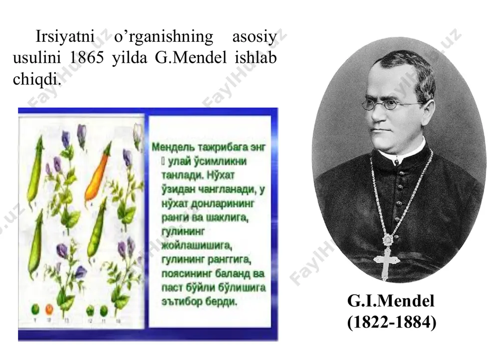 moyon boʼlishi mumkinligi isbot etildi. yaʼni geterozigota oʼsimliklarda dominantlik yaqqol koʼrinmaydi. masalan, nomozshomgulda oq va qizil gulli oʼsimliklar chatishtirilib, pushti gulli oʼsimliklar olingan. yaʼni toʼla dominantlikda genotipi аа va аa boʼlgan geterozigota oʼsimliklar fenotipi boʼyicha farq qilmaydi. chala dominantlikda esa fenotipi 3:1, genotipi 1:2:1 ga toʼgʼri kelmaydi. chala dominantlikda gʼ2 duragaylarning fenotipi boʼyicha va genotip boʼyicha ajralish bir xil boʼladi, yaʼni dominant gomozigota (аа) geterozigotadan (аa) farq qiladi. chala dominantlikda gomozigota organizmlarni geterozigotalaridan oson farqlash mumkin. chala dominant belgilari ustiga chiziq quyiladi. chala dominantlik duragaylarda oʼzgaruvchanlikning kelib chiqishiga sabab boʼladi. toʼliqsiz dominantlik hodisasiga misol qilibnomozshomgul oʼsimligi (mirabilis jalapa) gul rangining irsiylanishini keltirish mumkin. nomozshomgul oʼsimligining irsiy jihatdan gomozigotali qizil va oq gulli ikkita formasi oʼzaro chatishtirilib olingan birinchi avlod duragaylari oraliq xarakterdagi pushti rangli gullarga ega boʼlganlar. ularning ikkinchi avlodida esa gul rangi boʼyicha ajralish sodir boʼladi. f2 oʼsimliklarini gul rangi boʼyicha uchta sinfga boʼlish mumkin: qizil gulli, pushti gulli …