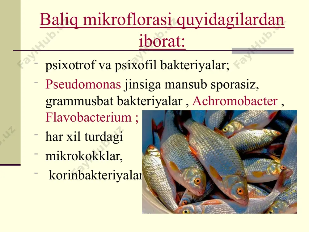 oflorasi achromobakter , pseudomonas bakterial sporalar, mikrokokklar, fekal streptokokklar. muzlatgandan keyin baliqning ifloslanish darajasi 1 g uchun 10² dan 10³ gacha . kontaminatsiya darajasi yuqori bo'lgan muzlatilgan filetalarda aniqlash foizi ortadi: koliform bakteriyalar; enterokokklar; klosridium. bundan tashqari, muzlatish baliqqa kiradigan patogen mikroblarni (salmonellalar, listeria) saqlaydi. sovutilgan va muzlatilgan baliq uchun standartlar saprofit bakteriyalarning ruxsat etilgan tarkibi 1 g hujayragacha . umumiy ifloslanish: hujayralar 1 g. mahsulot; hujayralar 1 g. qiyma go'sht. baliqning yangiligi baliqning yangiligi mikroskopning ko'rish sohasida baliq yuzasi mushak to'qimasi yangi yagona kokklar (tayoqchalar va kokklar) m/o bo'lmasligi kerak saqlashda kechiktiriladi, lekin oziq-ovqat uchun mos keladi 10-30 hujayralar (tayoqchalar va kokklar) yagona hujayralar iii . tuzlangan baliq stol tuzi nafaqat hujayralarning ko'payishini inhibe qiladi, balki ularning biokimyoviy faolligiga, shuningdek, trimetilamin oksidini trimetilaminga kamaytiradigan bakteriyalarning faolligiga ham ta'sir qiladi. tuzlashning xususiyatlari 1) muayyan sharoitlarda saqlansa, pishishga qodir bo'lgan baliq turlari (seld, qizil ikra) tuzlanadi. 2) pishgan baliqni qo'shimcha pishirishsiz …
