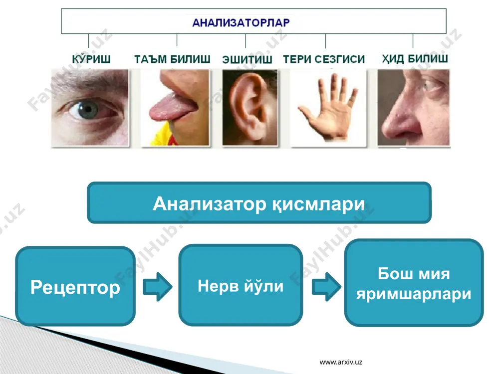 анализаторларнинг тузилиши ва аҳамияти - Page 4