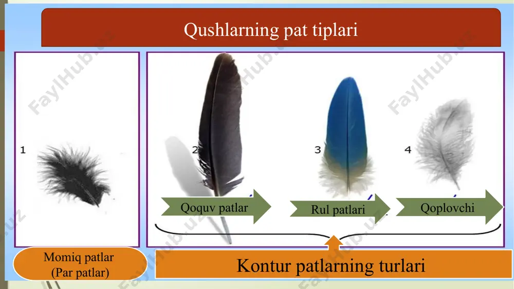 ap tuhumdon yo’li kloaka siydik yo’li buyrak ichak bez 1-yurak: 2-uyqu arteriyasi; 3–aortaning o'ng yoyi; 4- orqa aorta 5-keyingi kovak vena: 6 -oldingi kovak vena; 7- o'pka arteriyasi 8-o'pka venasi; 9-ichki organlardagi kapillyar to'rlar. nafas olish sistemasi traxeya o’pka qorin va orqa havo haltalari o’mrov va ko’krak havo haltasi nafas olish sistemasi umumiy tuzilishi traxeya bronxlar havo haltasi o’pkalar nerv sistemasi 1- oldingi miya katta yarimsharlari; 2 - oraliq miya; 3 - o‘rta miya; 4 - miyacha; 5 - uzunchoq miya. ayirish va ko’payish sistemasi а- erkaginiki. в - urg'ochisiniki: 1- buyragi; 2 - siydik yo'li; 3 – kloaka bo'shligi; 4 - urug'donlari; 5 - urug' yo'li; 6 - тuxumdoni; 7 - tuxum yo’liи voronkasi; 8 - tuxum yo'li; 9 o’ng tuxum yo'lining qoldig’i. 10-kloaka 1 - po'chog’i; 2 - po'choq osti qobig’i; 3 - havo kamerasi; 4 -oqsil; 5 - xalaza; 6 - sariqlik parda; 7 - sariqlik; 8 …