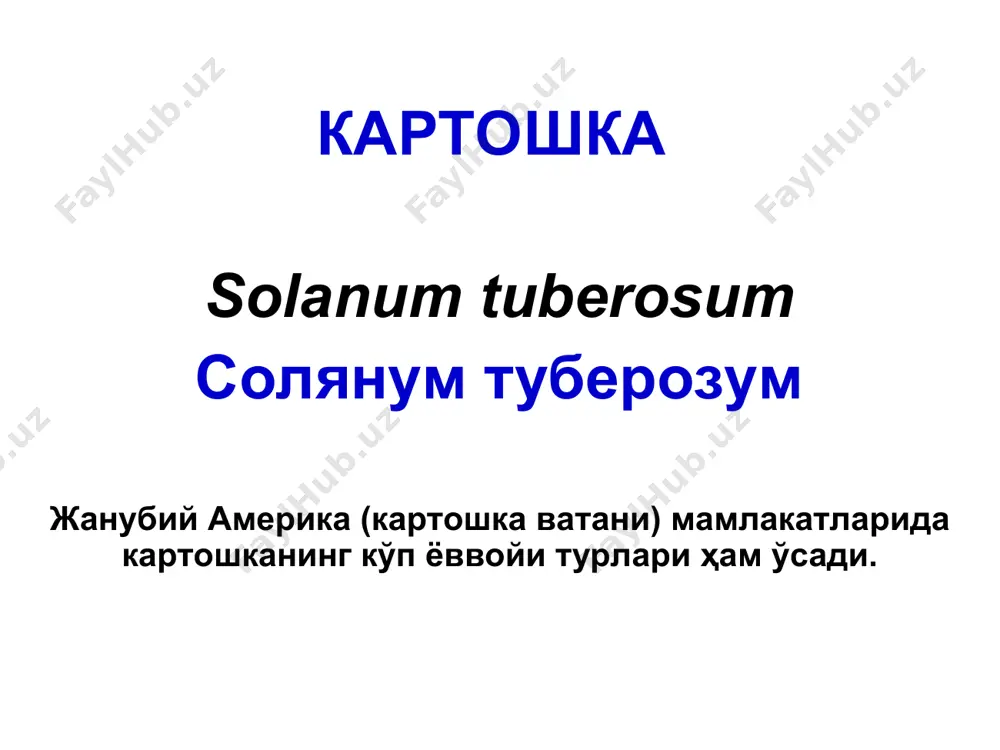 чириш касаллиги картошка ниҳолларининг “қора сон” ва туганакларининг юмшоқ бактериоз чириш касаллигини қўзғатувчи бактерия: erwinia carotovora – эрвиния каротовора қишлоқ хўжалик фитопатологияси картошка касалликлари картошка ниҳолларининг “қора сон” ва туганакларининг юмшоқ бактериоз чириш касаллиги касаллик картошка ўсув даврида далада ва омборхоналарда ривожланади. тупроқ нам бўлса, дала тез-тез суғорилса, экин бутун ўсув даврида зарарланади. қишлоқ хўжалик фитопатологияси картошка касалликлари картошка ниҳолларининг “қора сон” ва туганакларининг юмшоқ бактериоз чириш касаллиги касал туганакдан ўсиб чиққан ниҳолларда қора сон ривожланади – уларнинг илдиз бўғзида, тупроқ сатҳидан юқорига қараб, қора, шилимшиқ доғлар пайдо бўлади, улар поянинг пастки қисмларига тарқалади, зарарланган жойлар чирийди, ниҳоллар ётиб ёки пакана бўлиб қолади, барглари сарғайиб, тепага букилади, қурийди, ўсимлик сўлиб қолади. мевалари илдизга бириккан жойидан бошлаб чирийди. картошка ниҳолларида юмшоқ чириш қўзғатувчи erwinia sp. бактерияси қўзғатган қора сон ва чириш белгилари. қишлоқ хўжалик фитопатологияси картошка касалликлари картошка ниҳолларининг “қора сон” ва туганакларининг юмшоқ бактериоз чириш касаллиги касаллик ҳосилни пасайтиради. туганаклар …