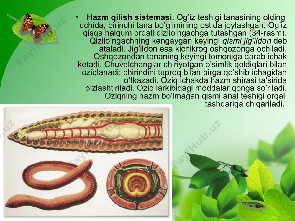 yomg`ir chuvalchangining morfologiyasi, anatomiyasi va qorinoyoqli molyuskalar sinfi - Page 5