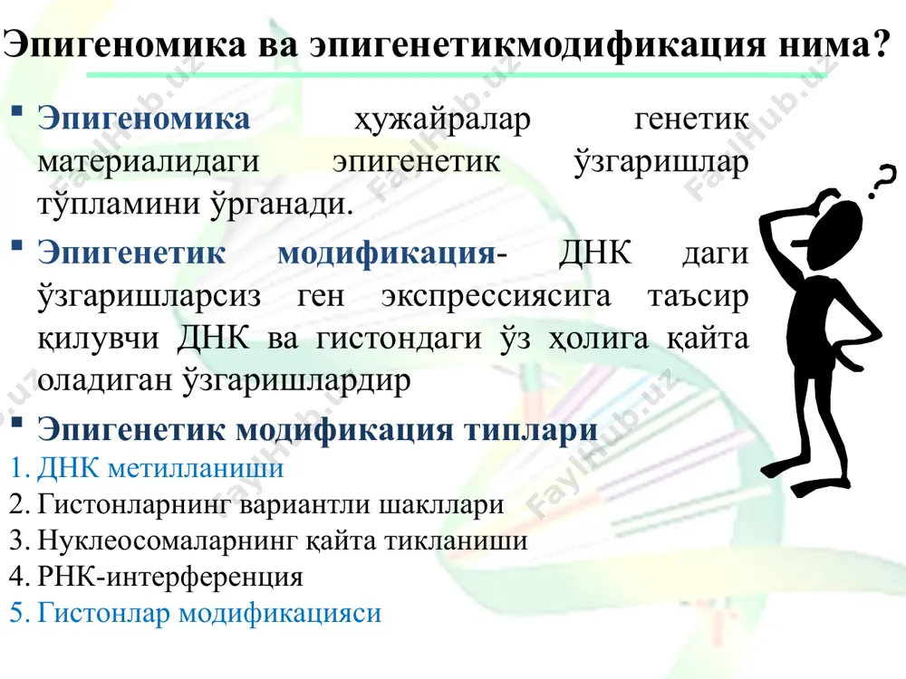 л молекулалари) ни яратишда бирмунча сезиларли роль ўйнайди. фосфориллланиш. гистонларнинг фосфолирланиши h1 линкер (боғловчи) гистонининг фосфорилланиши билан митознинг бошланишига тўғри келади. ҳужайранинг бўлиниш вақтида эса ўзак гистонларнинг думлари фосфорилланишга учрайди (н3 гистонида т3, s10, s28 ва н4 гистонида s1). н1 гистонининг модификацияси н1 гистонининг модификацияси қолган гистонларникидан кескин фарқ қилади. сабаби ушбу гистоннинг ўлчами катта ҳамда ундаги аминокислоталар кетма-кетлигининг деярли ярмини лизин ва аланин аминокислоталари ташкил этишига қарамасдан, турли организмлар учун кучли вариацияланади. бир турдаги н1 бир неча структур жиҳатдан яқин оқсилларга бўлинган. шу сабабли улар днк билан бошқа гистонлардан фарқ қилган ҳолда боғланади ва тахминан 50 та асос жуфтликдан кейин полинуклеотид иплари ўртасида боғланиш ҳосил бўлади. посттрансляцион метилланиш ва ацетилланиш билан бир қаторда маълум серин қолдиқларининг ён радикаллари фосфорилланади. ушбу модификация н1 гистони учун муҳимдир. чунки ҳужайралар бўлиниш пайтида фосфорилланиш максимал даражага етади, демак бу митоз механизмини ишга тушириш учун хизмат қилиши мумкин. қисман гепатотомиядан сўнг жигарни қайта тиклаш …