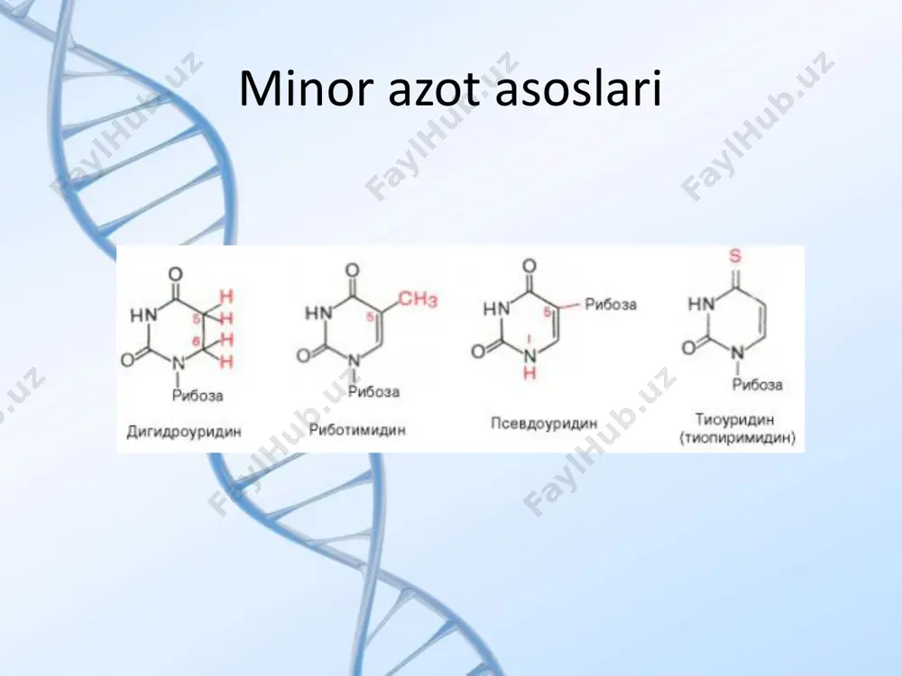 n ancha sodda, molekulyar massasi xam kichikroq, tarkibiga kiradigan mononukleotidlar soni 70 dan 100 mingacha, dnk da esa 100 milliongacha etadi. rnkning asosiy vazifasi genetik axborotni oqsil hosil qilish bilan birga translyatsiya qilish hamda ayrim maxsus endonukleaza funktsiyalarini amalga oshirishdir. аyrim viruslarning genomi (retroviruslar va hayvon, oʼsimlik va hasharotlarning koʼplab viruslari) bir va ikki zanjirli rnk molekulasidan iborat. polipeptidlarni kodlovchi genlar ikki bosqichda ifodalanadi (ekspressiyalanadi). axborot quyidagi yoʻnalishida uzatiladi va bu yoʻnalishli bogʻlanish biologiyaning markaziy dogmasi deyiladi. dnk →→rnk →→ oqsil rnk turlari vazifasi informatsion rnk (i-rnk) yadrodagi dnkdan sitoplazmadagi ribosomalarga axborotni yetkazadi. hujayrada 5-10% bo`ladi. ribosomal rnk (r-rna) ribosomalarning struktur komponenti. hujayrada 50-80% bo`ladi. transport rnk (t-rnk) translyatsiya vaqtida ribosomaga aminokislotalarni tashib, aminokislota zanjirini hosil qilishga yordam beradi. hujayrada 10-20% bo`ladi. hujayra tarkibida uchraydigan rnklar molekulasining massasi, tuzilishi va funksiyasiga qarab bir-biridan farq qiladi. bugungi kunda hujayrada 40 dan ortiq rnk turlari aniqlangan bo’lib, ulardan eng muhimlari uch xil …
