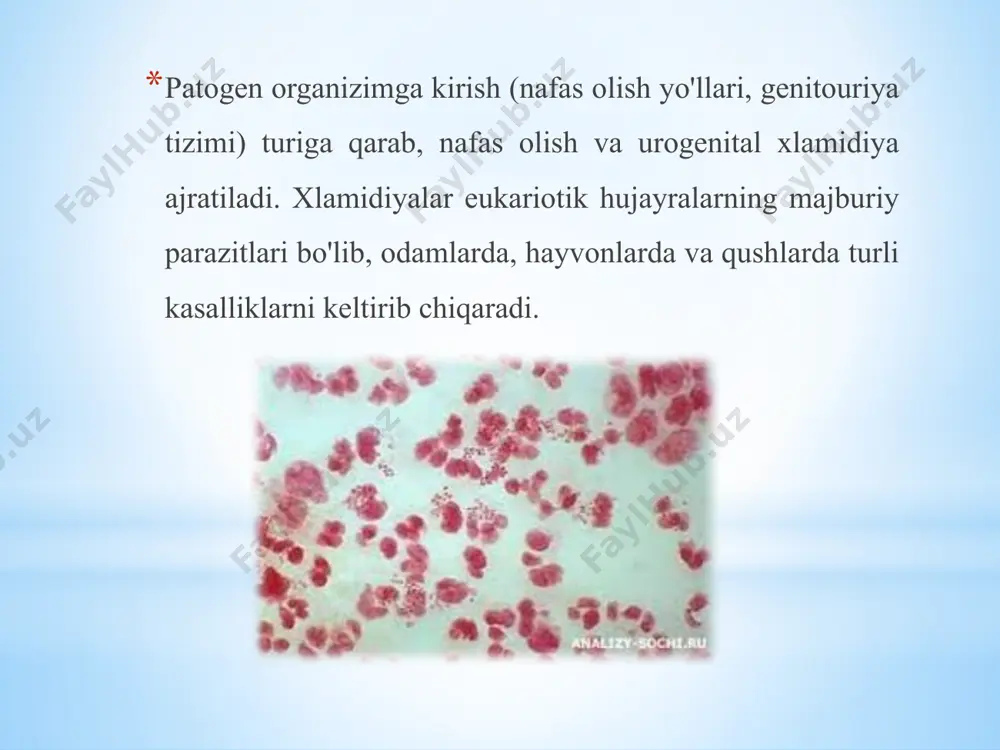 mli kasallikning mavjudligi homiladorlik davrida xlamidiya deb tashxis qilinadi. chlamydia kontakt orqali uzatiladi va icd 10 da kodga ega - a55-a56.8, a70-a74.9 (pastki genitouriya yo'llarining xlamidiyasi - a 56.0-a56.2). xlamidiya deyarli 70% hollarda yashirin xarakterga ega. homilador ayollarda chlamydia trachomatis faollashuvining birinchi belgilari tashqi jinsiy a'zolarning qichishi va siyish jarayonida achish bilan namoyon bo'ladi. shuningdek, homiladorlik davrida xlamidiya belgilari, vaginadan shilliq yiringli patologik oqindi sifatida qayd etilgan. ko'pgina hollarda u uretraning devorlarining yallig'lanishi shaklida xlamidiya (xlamidiya uretriti). xlamidiya qinning shilliq qavati epiteliyasi hujayralariga ta'sir qilganda, u ham yallig'lanadi, keyin xlamidiya vaginit yoki kolpit tashxisi qo'yiladi. chlamydial servitsit bilan yallig'lanish jarayoni servikal kanalda lokalize qilinadi va uning birinchi belgilari o'xshashdir. qisqa vaqt o'tgach, bachadon bo'yni shilliq qavatida nekroz yoki granulomatoz bilan eroziyalangan yoki gipertrofiyalangan zonalar paydo bo'lishi mumkin. infiktsion yanada yuqori - bachadon bo'shlig'iga ko'tarilganda, shilliq qavatning shilliq qavati - endometriumning yallig'lanishi rivojlanishi mumkin. chlamydial endometrit, bachadon bo'yni kanalidan ajralib chiqishga …