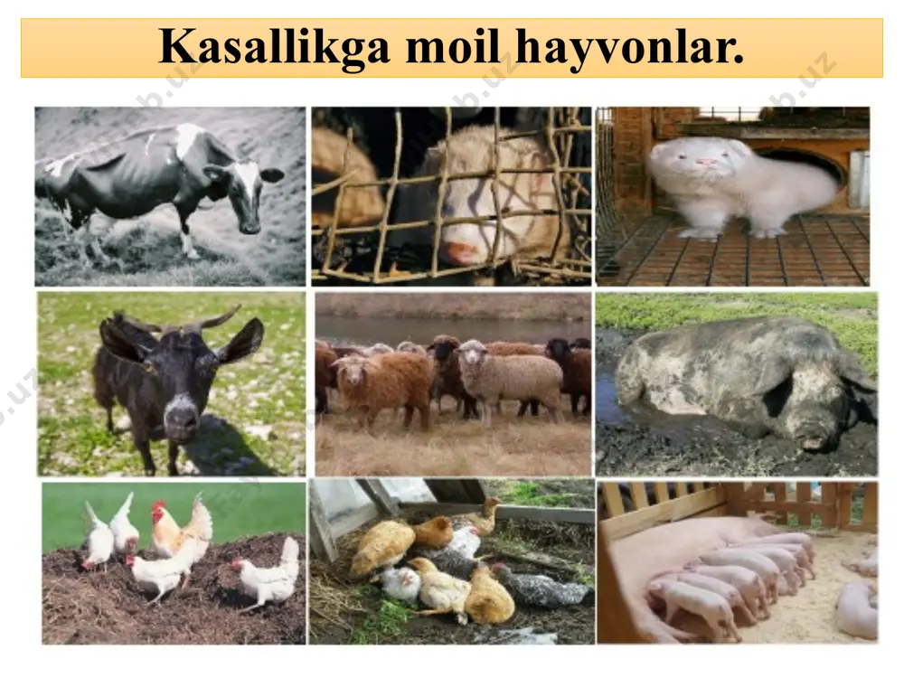 i dona) kerak. ularning hammasi kolbaga solinib suv hammomida bir necha minut qaynatiladi va unda yana 1 soat saqlanadi. 500sgacha sovutilgan aralashmaga 8 ta tuxum va 2 ta tuxum sarig’i, 24 ml gliserin hamda 20 ml steri 2% li malaxit yashili qo’shiladi. yaxshilab aralashtirilib, ikki qavatli dokali filtrdan o’tkazib filtrlanadi va probirkalarga quyib sterillanadi. gelberg muhitini tayyorlash uchun munchoq solingan kolbaga 6 ta tuxum chaqib solinadi va 4 ta tuxum sarig’i qo’shiladi. yaxshilab aralashtirib unga 100 ml sut, qaynatilgan kartoshka suvi, tuzli eritma va 7,5 ml malaxit yashili eritmasi qo’shiladi, yaxshi aralashtirib, probirkalarga quyiladi va sterillanadi. sut, kartoshka qaynatmasi, tuzli eritma oldindan tayyorlab qo’yiladi. tuzli eritmani tayyorlash uchun ikki asosli kaliyfosfat, limon kislotasining natriyli tuzi, magniy sulfat 1 g dan olinadi, 6 g pepton, 30 ml gliserin, 1000 ml distillangan suv. eritma filtr qog’ozda filtrlanib, sterillanadi. kasallik qo`zg`atuvchisini oziq muhitlarida ko`payishi. kasallik qo`zg`atuvchisini oziq muhitlarida ko`payishi. levenshteyn-iyensen muhiti uchun munchoqli …