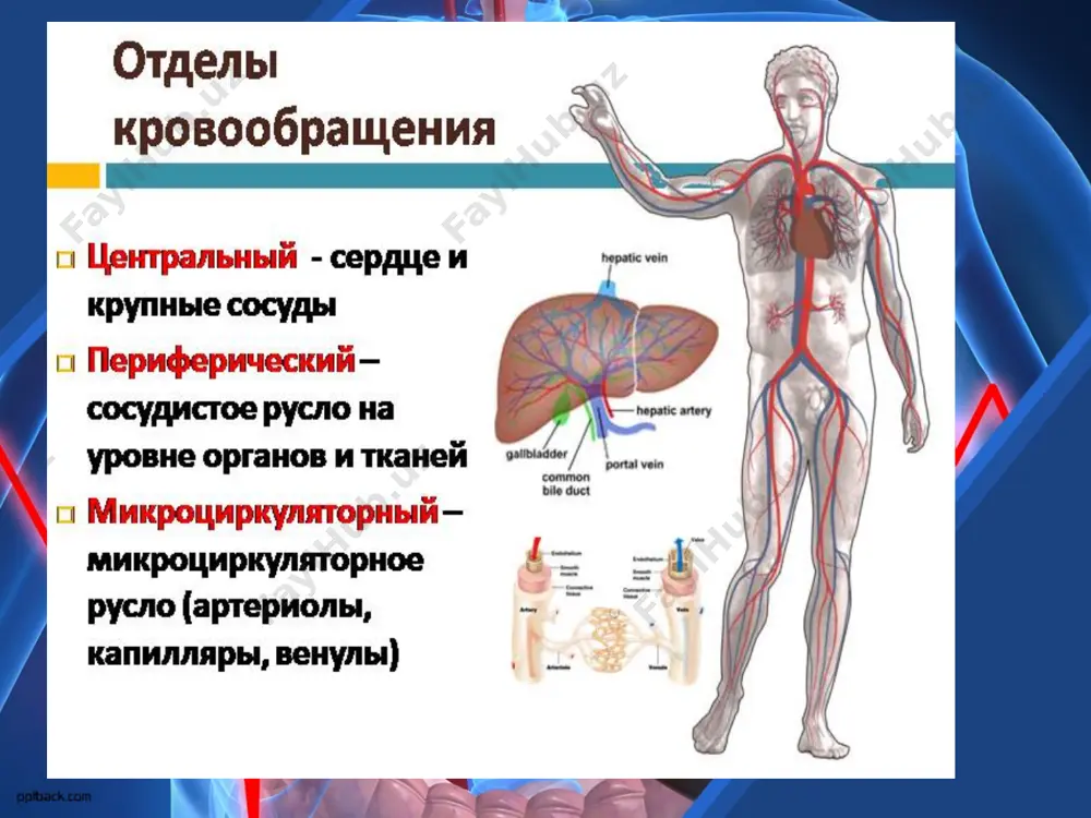 хней полой вены и правым ушком. состоит из клеток - пейсмекерных, способных к самопроизвольным сокращеням и отдающим ветви к миокарду предсердий; -предсердно-желудочковый узел (узел л.ашоффа нем. уч.– с.тавары яп. уч.) лежит в толще нижнего отдела межпредсердной перегородки вблизи места впадения нижней полой вены. клетки узла передают возбуждение на предсердно-желудочковый пучок и к рабочему миокарду проводящая система сердца предсердно-желудочковый пучок (пучок гиса нем. уч.) связывает миокард предсердий с миокардом желудочков, в межжелудочковой перегородке этот пучок делится на правую и левую ножки, отдающие веточки к миокарду каждого желудочка – волокна я.пуркинье патологические изменения в проводящей системе приводят к нарушениям ритма сердечной деятельности. сердечный цикл 1 фаза – сокращение предсердий (систола предсердий) – длится 0,1 сек 2 фаза – сокращение желудочков (систола желудочков) длится 0,3 сек диастола или пауза длится 0,4 сек нормальная частота сердечных сокращений – 60-90 в мин частота менее 60 в мин – брадикардия частота более 90 в мин - …