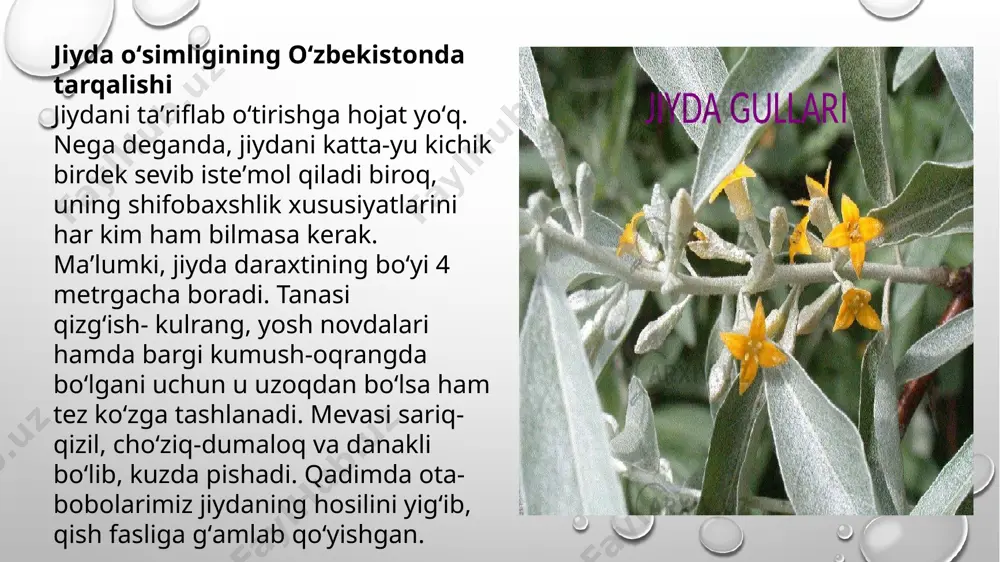 e kabi vitaminlar, oʻsimlikbarglarida salmoqli miqdorda askorbat kislota (vitamin c), gullarida 0,3 % efir moylari aniqlangan. jiyda tanasi va shoxlarining poʻstloqlarida elagnin, tetrasidrogarmol alkaloidlari, oshlovchi va boʻyoq moddalari mavjud. jiyda juda beozor oʻsimlik boʻlib, uni danagi, qalamchasi yordamida koʻpaytirish mumkin. e’tiboringiz uchun raxmat! image2.png image3.png image4.jpg image5.png image6.png image7.png image8.png image9.png image10.png image11.png image12.png image13.png image14.png image15.png image1.png /docprops/thumbnail.jpeg
