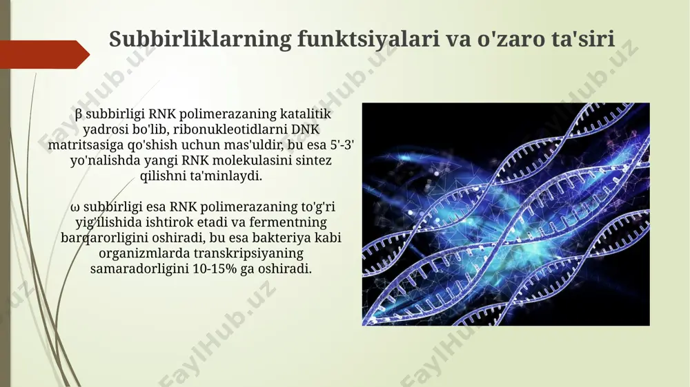 rnk polimerazaning tuzilishi - Page 3