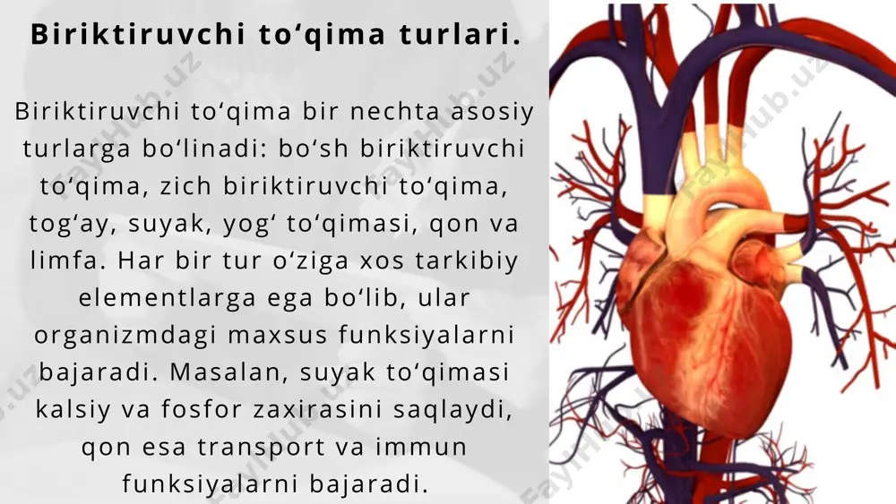 . fibroblastlar bu jarayonda asosiy rol o‘ynaydi. yangi kollagen va boshqa komponentlar sintezi bilan to‘qima tuzilmasi tiklanadi. shu jarayonlarni tezlashtirishda ozuqa moddalari, vitaminlar va ba’zi dori vositalar muhim ahamiyatga ega. xulosa va ahamiyati. biriktiruvchi to‘qima biokimyosi – bu organizmdagi eng muhim jarayonlardan biri bo‘lib, uning to‘g‘ri ishlashi organizmning sog‘lom bo‘lishi uchun zarur. bu sohada chuqur bilimlar orttirish regenerativ tibbiyot, ortopediya, dermatologiya va immunologiyada katta ahamiyatga ega. ilmiy izlanishlar orqali yangi davolash usullari ishlab chiqilmoqda va biriktiruvchi to‘qima asosida bioimplantlar yaratish istiqbollari kengaymoqda. image1.png image2.png /docprops/thumbnail.jpeg