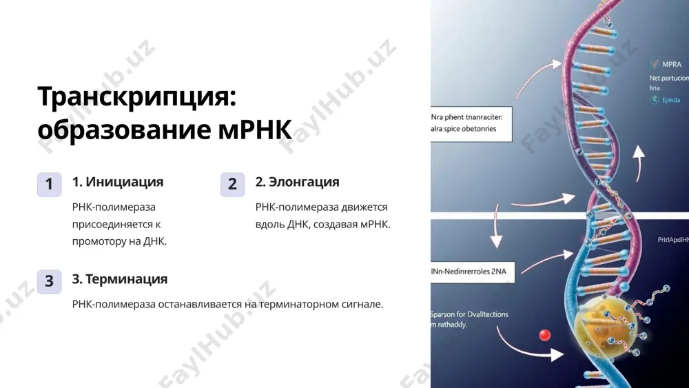 биосинтез белка: от гена к функции - Page 3