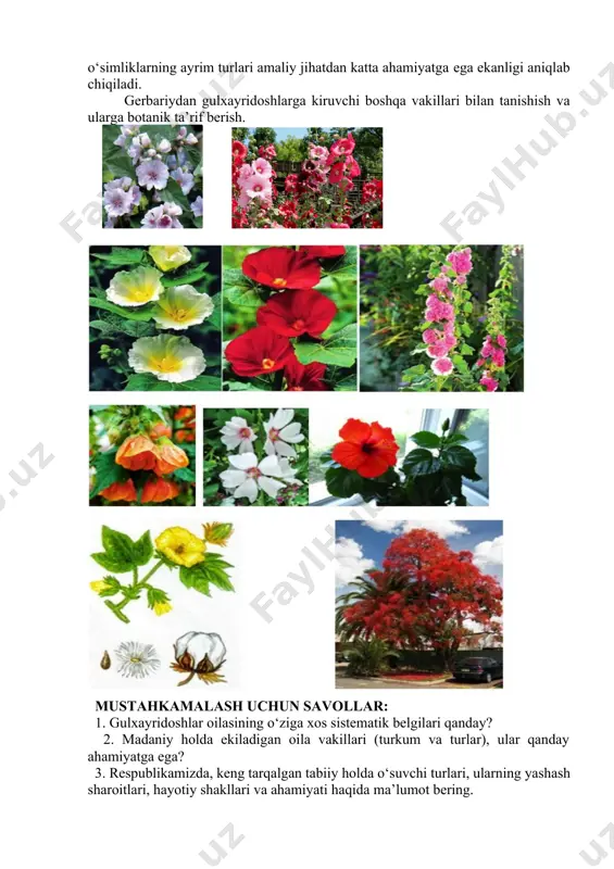 gul va uning qismlarini, shuningdek mevalarini rasmini chizib olish, gul formulalarini ifodalash. 3. o‘rganilgan turlarni aniqlagich yordamida aniqlash. ish tartibi: 1. oilaning tipik vakillarini gerbariy materiallaridan o‘rganish. o‘sish sharoitlari, bargi, bargining tipi, yonbarglari, to‘pguli, gul tuzilishi, gulning umumiy formulasi va diagrammasi, gulning asosida, ya’ni tojibarglarining asosida nektardonlarning borligi, o‘simlik qanday hashoratlar bilan changlanishi, changchi va urug‘chilarining tuzilishi va ularning bir vaqtda yetilish, yetilmasligi, mevasining xili va uning tuzilishi aniqlanadi. shoxlanish tiplari: monopodial va simpodial shoxlanishi va uning ahamiyati, tugunchasining o‘rnashishi (ustki va ostki) aniqlanadi. meva tiplari ko‘p urug‘li ko‘chakchalardan yoki bitta urug‘li yong‘oqchalardan iborat ekanligi aniqlaniladi. gulxayridoshlarga kiradigan o‘simliklarning ayrim turlari amaliy jihatdan katta ahamiyatga ega ekanligi aniqlab chiqiladi. gerbariydan gulxayridoshlarga kiruvchi boshqa vakillari bilan tanishish va ularga botanik ta’rif berish. mustahkamalash uchun savollar: 1. gulxayridoshlar oilasining o‘ziga xos sistematik belgilari qanday? 2. madaniy holda ekiladigan oila vakillari (turkum va turlar), ular qanday ahamiyatga ega? 3. respublikamizda, keng tarqalgan tabiiy …