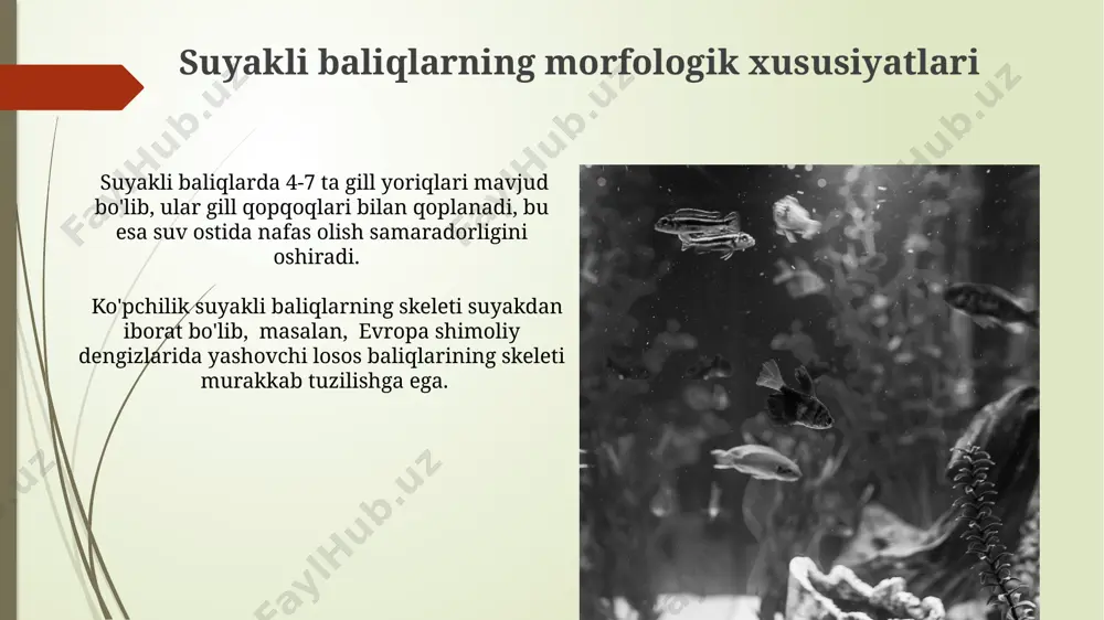 suyakli baliqlar kelib chiqish evolyutsiyasi va sistematikasi - Page 4