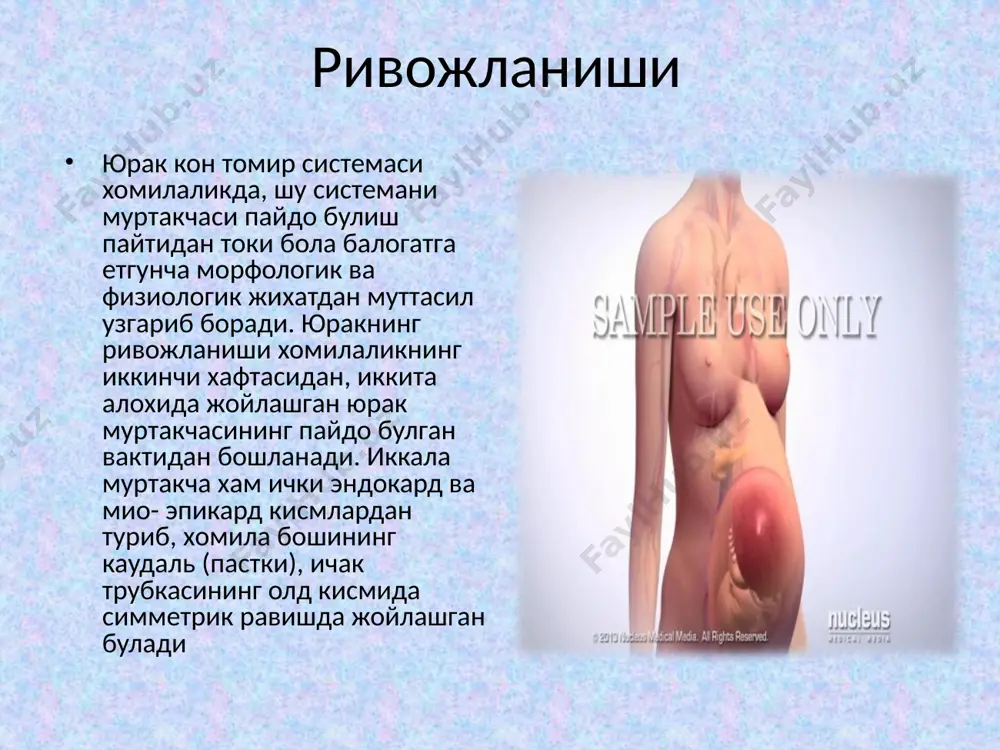 инкалар эпителияси хужайраларнинг фаол иштироки туфайли хомила конига унинг учун зарур моддалар утиб, чикаришга мансуб моддалар она конига утади. натижада хомила учун зарур булган кислород ва овкат моддаларига бой булган кон йулдош хорион ворсинкалари капиляр тармогидан киндик венасига (vena umblicalis) утади. киндик венасидаги (vena umblicalis) тоза ва туйимли моддаларга бой кон киндик тешиги оркали хомила организмига утгач, пастки ковак венасига куюшдан олдин киндик венаси тармоги оркали жигарга тоза кон беради. тоза конни асосий кисми эса киска аранциев йулчаси оркали пастки ковак венасига куюлади ва хомила танасининг пастки кисмидан келаётган вена кони билан кушилиб кетади. бироз юкорирокда пастги ковак венага жигар оркали утган кон хам куйилади. пастги ковак венадаги аралаш кон унг булмачага куйилади. шу ерда хомила танасини юкори кисмидан йигилган тоза вена кони хам, юкориги ковак вена оркали куйилади. аммо хомилада юракнинг бу кисмини тузилиши шундайки, унг булмачага тушган бу икки кон окими бутунлай аралашмай, юкориги ковак вена оркали келган …