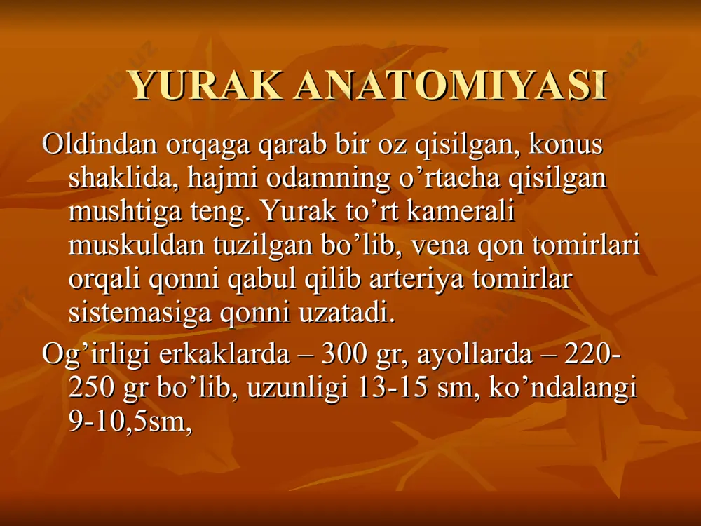 yurak anatomiyasi - Page 5