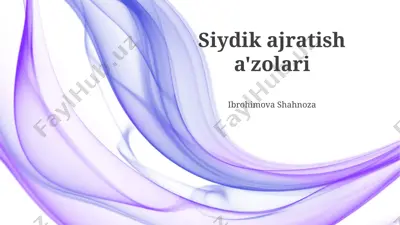 siydik ajratish a'zolari taqdimoti — PPTX