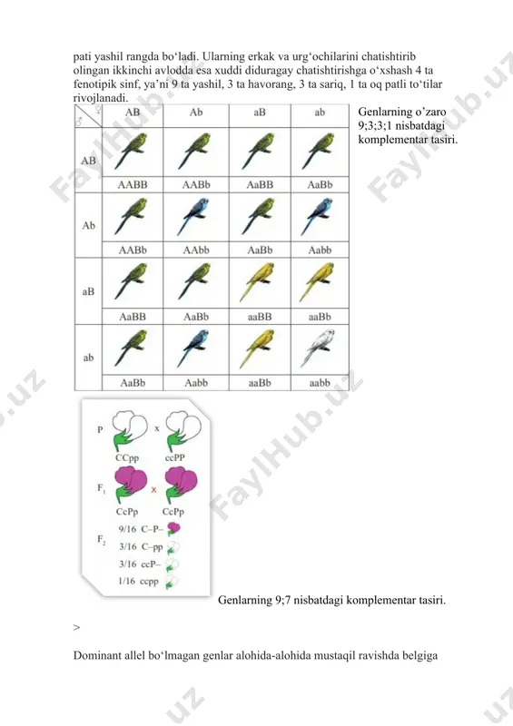 u belgini yuzaga chiqarsa, f da fenotip bo‘yicha 9:6:1 nisbatda ajralish kuzatiladi. genlarning 9;6;1;nisbatda komplementar tasiri. genlarning 13;3 nisbatda epiztas tasiri. genlarning 12;3;1 nisbatda epistatik tasiri noallel genlarning epistaz ta’siri. noallel genlarning biri ikkinchisi ustidan dominantlik qilib, uning fenotipda namoyon bo‘lishiga to‘sqinlik qilishi noallel genlar ning epistatik irsiylanishi deyi ladi. o‘ziga allel bo‘lmagan bironta gen ning ta’sirini bo‘ g‘a di gan, ya’ni ustunlik qiladigan gen epistatik (ingibitor) gen hisoblanadi. agar dominant gen ustunlik qilsa dominant epistaz, retsessiv gen ustun bo‘lsa retsessiv epistaz deyiladi. dominant epistazda ingibitor genlar sifatida dominant genlar ishtirok etadi.dominant epistazda f 2 da belgilarning fenotip bo‘yicha 13:3 va 12:3:1 nisbatda ajralishi kuzatiladi. yangi mavzuni mustahkamlash maqsadida test savollari monitor ekranida ko’rina boshlaydi; 1)komplementar tasir deb nimaga aytiladi? 2)genlarning epistatik tasirida qanday nisbatlar yuzaga chiqadi va nima uchun ? 3)genlarning o’zaro tasirini mendel qonunlari bilan o’xshashlik va farqlarini izohlab bering ? bundan tashqari har bir guruhdan bir nafar …
