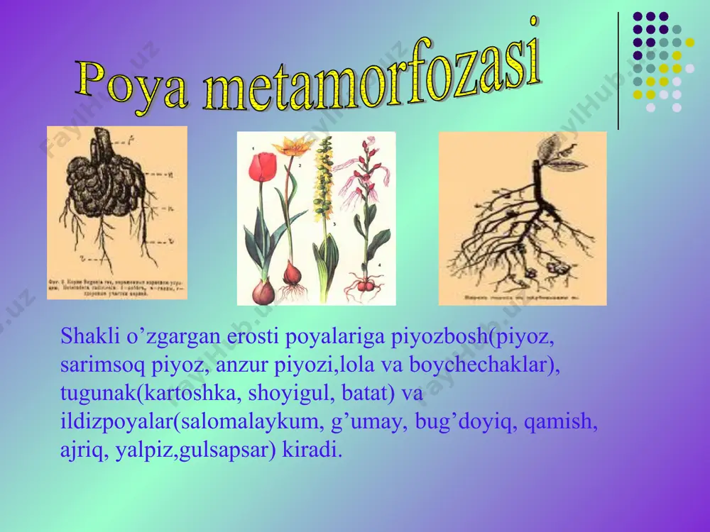 o'simlik organlari va ularning funksiyalari - Page 4