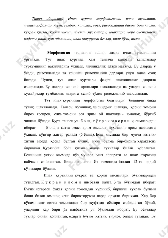 р бири ўз навбатида уч бўқимдан иборат. бу оёқчалар туклар билан қопланган, охирги бўғим қаттиқ тирноқ билан тугайди. бу оёқлар «ҳақиқий оёқлар» деб айтилади. чунки улар капалаклик даврида ҳам сақланиб қолади. кўкрак оёқлари асосан қуртлар озиқланаётганда баргни тутиб туриш учун хизмат қилади. кўкрак бўғимларининг орқа ва ён томонидан тери йирик бурмалар ҳосил қилади, булар остида капалак қанотнинг бошланғич муртаклари жойлашган. кўкрак бўғимининг ҳар бир ён томонида овал шаклида қора доғ кўринишидаги биттадан нафас тешиги бор. қ о р и н –ипак қурти танасининг бир мунча узун қисми бўлиб, тананинг олтидан беш қисмини ташкил этиб, 9 та бўғимдан иборат. қориннинг биринчи бўғими кўкракнинг кетинги учи билан ҳаракатсиз бирикан иккинчи ва учинчи бўғимлар энг катта бўғимлардир. кейинги бўғимлар аста-секин кичиклашиб ва яссалашиб боради. умуиан қуртнинг тана қисми (унда овқат ҳазм қилиш системаси жойлашган) гавда бўшлиғининг катта қисмини ташкил қилади. шунинг учун гавдасининг ташқи кўриниши ва баъзи қисмининг катта кичиклигига овқат ҳазм қилиш …