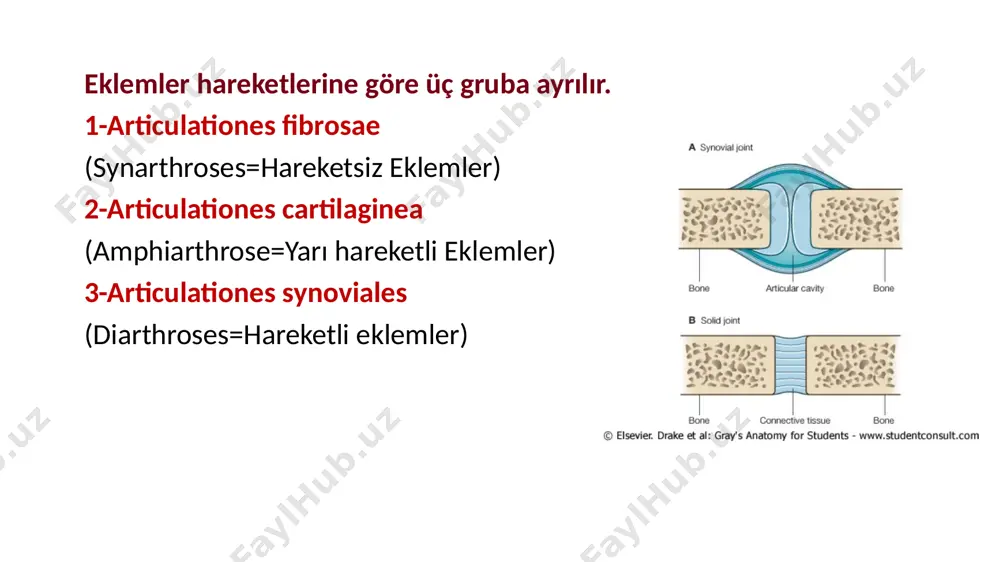 lipsoidea tipi eklemler: eklem yüzleri ovaldir. transvers eksen etrafında, sagittal düzlemde; fleksiyo-ekstansiyon, sagittal eksen etrafında, frontal düzlemde; abduksiyo-adduksiyon hareketleri yaplabilir. misal: articulatio radiocarpalis sellar tip eklemler: eklem yüzlerinden birisi eğer şeklindedir hem konkav, hem konvex şekle sahiptir. diğeri de ona uygun şekle sahiptir articulatio carpometacarpea pollicis. spheroid eklemler: eklem yüzlerinden konvex olanı, küre şeklinde olup, konkav olan yüz, onu içine alacak biçimdedir. her üç eksen etrafında tüm hareketleri yapabilir. ayrıca tüm hareketlerin birleşimi olan çember şeklinde sirkumduksiyon hareketi de yapılabilir. articulatio humeri: omuz eklemi plana cinsi eklemler: eklem yüzleri düzdür hafif kayma hareketi yapılır el ve ayak bileğindeki kemikler arasında ekleme katılan kemik uçlarının birbirinden uzaklaşmasını önleyen faktörler: eklem boşluğundaki negatif basınç, eklem kapsülü ve eklem bağları eklem çevresindeki kas ve tendonlar eklem yüzlerinin şekli dış atmosfer basıncı eklem kapsülü hareketli eklemlerin en önemli özelliğidir. eklemi sarar, eklem yüzlerini bir arada tutar. eklem kapsülü iki tabakalı bir yapı gösterir. membrana …
