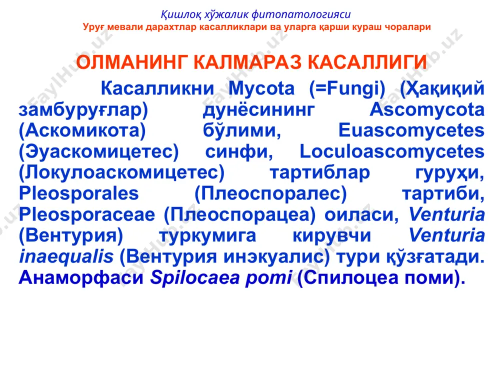 алари пастки қисми кенгроқ цилиндр шаклли, рангсиз, қобиғи 2 қатламли, кичик оёқчали, 40-75х 6-12 мкм. ҳар бир халтача ичида 8 та аскоспора мавжуд. аскоспоралар туси сарғиш-зайтундан қизғиш-жигарранггача, 11-20х4-8 мкм, 2 ҳужайрали, септадан тортилган, устки ҳужайра пасткисидан калтароқ ва кенгроқ (кенг конус шаклли), пастки ҳужайра цилиндр шаклли. конидиялар барг ва мевалардаги доғлар ва яралар устида ривожланади. конидиофоралари цилиндр шаклли, оч ёки тўқ зайтун-қўнғир тусли, узунлиги 15- 90 мкм, эни 5-6 мкм, баъзан остки қисми 10 мкм гача. конидиялари тухум, ланцет, тескари нок ёки тескари тўқмоқ, баъзан нотўғри шаклли, усти силлиқ, 1 ёки 2 ҳужайрали, 12-30х6-12 мкм (кўпинча 20,5х8,5 мкм), пастки қисми кесилган. олмада калмараз қўзғатувчи замбуруғ (venturia inaequalis) нинг псевдотеций, аск ва аскоспоралари (схематик расм). олмада калмараз қўзғатувчи замбуруғ (venturia inaequalis) нинг асклари ва аскоспоралари (микрофотография). қишлоқ хўжалик фитопатологияси уруғ мевали дарахтлар касалликлари ва уларга қарши кураш чоралари олманинг калмараз касаллиги касаллик ривожланиши. касаллик қўзғатувчи замбуруғ ерга тўкилган барг ва меваларда …