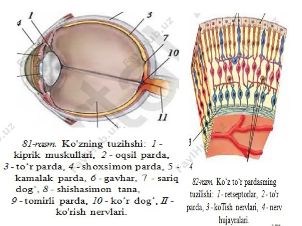 ko'rish organlarining anatomiyasi va funksiyasi - Page 4