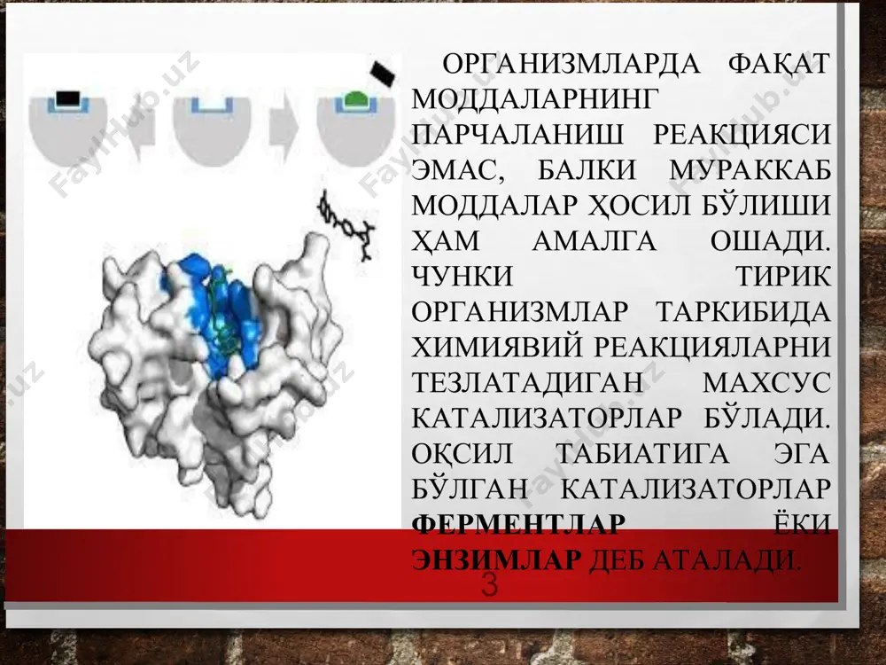 ташкил топган ферментлар бир компонентли ферментлар дейилади. * ферментлар мураккаб оқсиллардан ташкил топган бўлса, яъни уларнинг таркибида аминокисло-талардан ташқари бошқа бирикмалар ҳам учраса, улар икки компонентли ферментлар деб аталади. икки компонентли ферментларнинг оқсил қисми апофермент, оқсил бўлмаган қисми кофермент дейилади. одатда, кофермент оқсил қисмдан осон ажралади. оқсил қисмдан ажратиб бўлмайдиган кофермент протетик гуруҳ деб аталади. коферментларга турли металл ионлари, нуклеотидлар, витаминлар, гемин гуруҳи ва бошқа бирикмалар киради. * икки компонентли ферментларнинг оқсил қисми ҳам, оқсил бўлмаган қисми ҳам айрим ҳолда олинганда ферментатив фаолликка эга бўлмайди. улар фақат биргаликда, яъни комплекс ҳолда фаолликка эга бўлади. ҳар бир фермент маълум аминокислотали таркиби, амино-кислоталарнинг кетма-кет жойлашиши ва маълум фазовий тузилиши билан бошқа ферментлардан ажралиб туради. * ферментатив реакцияларда иштирок этадиган субстрат молекулалари уларни катализловчи фермент молекулаларига нисбатан бирмунча кичик бўлганлиги сабабли фермент билан субстратнинг ўзаро таъсирида фермент молекула-ларининг ҳамма қисми эмас, балки актив марказ деб аталувчи қисмигина иштирок этади. демак, актив марказ бу …