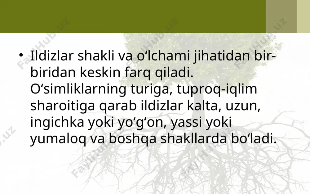 mini hosil qiladi. ildizlar orasida uning yo‘g‘on va uzun, yerga tik kirib boradigan qismi ajralib turadi. ildizlarning shakl o‘zgarishlari (metamorfozi). ildizlar bajaradigan vazifalariga qarab turlicha shakllarda bo‘ladi. bunday ildizlar shakli o‘zgargan, ya’ni metamorfozlashgan ildizlar deyiladi. bularga qizil lavlagi, sabzi, rediska, turp, sholg‘om va boshqalar misol bo‘ladi. bu ildizlar ovqatga ishlatilgan ligi uchun ular ildizmevalar deyiladi (27-rasm). agar murtakdagi boshlang‘ich ildiz o‘sishda davom etmasa, u hol da bosh lang‘ich poy ada qo‘s himcha ildizlar hosil bo‘ladi. bu popuk ildiz tizimini hosil qiluvchi bir urug‘pallali o‘simliklarga xos. popuk ildiz tizimi bir-biri ga o‘xshash bo‘lgan bir to‘da mayda ildizlardan tash kil to padi. uning asosiy ildizi yaxshi rivojl anmaydi. bunday ildizlar asosan bir urug‘p allali o‘simliklarda uchraydi. bir urug‘pallalilardan bug‘doyning ildiz tizimi tuzilishini ko‘rib chiqamiz. bug‘doyning murtakdagi ildizchasidan dastlab asosiy ildiz rivojlanadi va oradan ko‘p o‘tmay u nobud bo‘ladi. shund an keyin murtakdagi poyacha asosidan bir to‘da mayda, bir-biriga o‘xshash qo‘ shimcha ildizlar …
