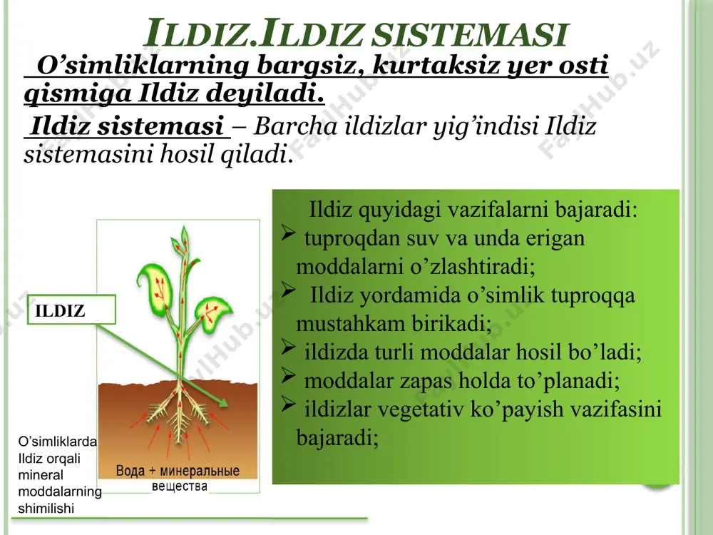 ishi funktsional jihatidan ildizning muhim qismi shimish zonasi hisoblanib, u suv va mineral moddalarni shimishga molashgandir. ildizda to’qimalar halqa shaklida joylashgan bo’ladi. uning ko’ndalang kesimida epiblema, birlamchi po’stloq va markaziy tsilindr ajratiladi. gulsapsar ildizining ko’ndalang kesimi: 1-epidermis qoldig’i, 2-ekzoderma, 3-po’stloq parenximasi, 4-endoderma, 5- o’tkazuvchi hujayralar, 6-perisikl, 7-ksilema, 8-floema ildizning ikkilamchi anamomik tuzilishi. 1-birlamch yog’ochlik, 2-ikklamchi yog’ochlik, 3-kambiy, 4-ikklamchi lub, 5-birlamchi lub, 6-ikklamchi po’stloq, 7-periderma, 8- uzak nurlari ikkilamchi o’zgarish faqat ikki pallali o’simliklar ildizi uchun xarakterlidir. ikkilamchi o’zgarish markaziy tsilindrda kambiyning paydo bo’lishi bilan boshlanadi. ildiz tiplarini aniqlashda uning suv va unda erigan mineral moddalarni qaerdan olishi nazarda tutiladi. shuning uchun quyidagi tiplar mavjud: 1. yer osti ildizlar 2. suv ildizlari 3. havo ildizlari 4. gaustoriya- so’ruvchi ildizlar 5. mikoriza havo ildizlar. bunday ildizlar tropik o’simliklarda uchyaydi. uning poyasidan ildizlar chiqib havoda osilib turadi.monestra o’simligining bunday ildizlari havodagi suv bug’larini o’zlashtirish xususiyatiga egadir. havo ildizlar. моnestra havo ildizlar daraxt tanalarida …