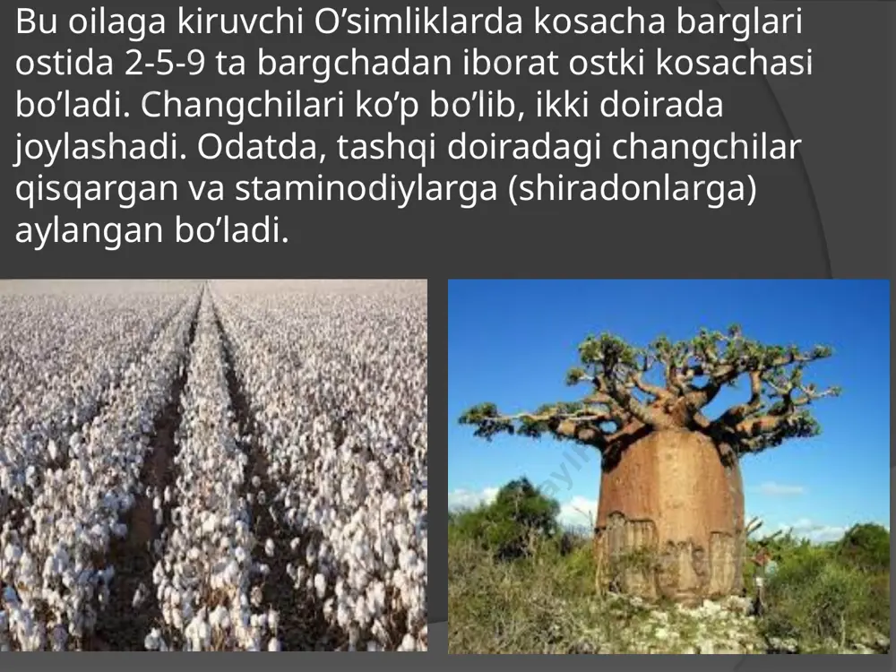 gulxayridoshlar - Page 4