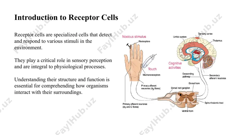 tems that amplify the signal and lead to a physiological response. the activation of chemoreceptors can influence behaviors such as feeding, mating, and social interactions. image source: https://s3-us-west-2.amazonaws.com 6 hormones as chemical mediators hormones are signaling molecules that are secreted by endocrine glands and travel through the bloodstream to target organs. they play a vital role in regulating physiological processes, including metabolism, growth, and mood. hormones exert their effects by binding to specific receptors on target cells, initiating a cascade of cellular responses. image source: https://organismalbio.biosci.gatech.edu 7 types of hormones hormones can be classified into peptide hormones, steroid hormones, and amine hormones based on their chemical structure. peptide hormones are composed of amino acids, while steroid hormones are derived from cholesterol. amine hormones are synthesized from single amino acids, demonstrating structural diversity in hormonal signaling. image source: https://i1.wp.com 8 hormonal signaling pathways hormonal signaling typically involves a series of steps …