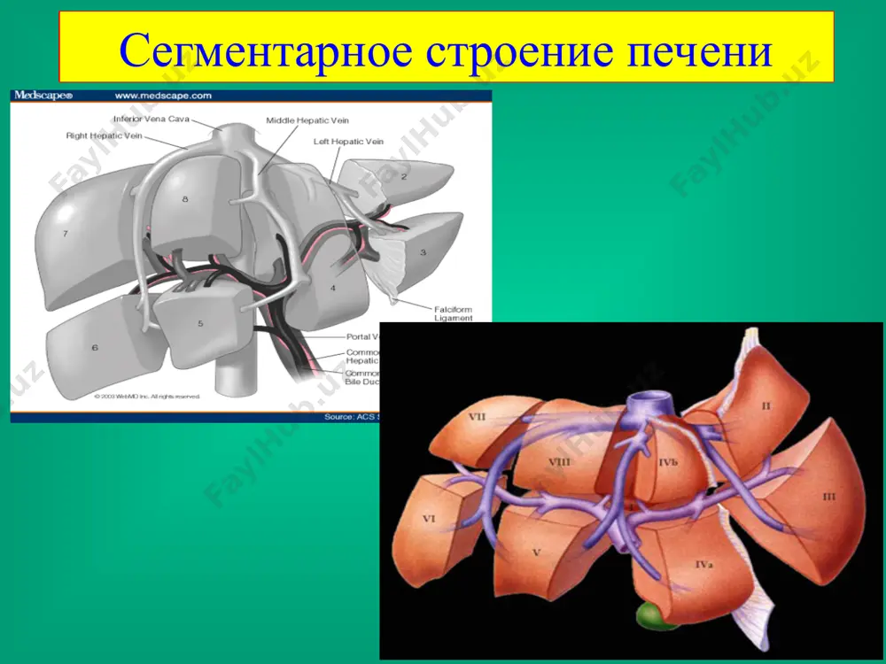 ия эхинококка плоские черви – scolecida низшие черви – plathelmites ленточные черви – cestoda cyclophyllidea taeniata taeniidae echinococcus echinococcus granulosus тип надтип класс отряд подотряд семейство род вид основной хозяин промежуточный хозяин пути заражения фекально – оральный аэрогенный через раневую поверхность первый барьер 9-21 мкм < 22 мкм тупые либо более интенсивные боли в правом подреберье чувство тяжести, давления, стеснения в правом подреберье общее недомогание ухудшение аппетита крапивница эозинофилия повышение соэ анафилактическая проба кацони реакция агглютинации с латексом реакция непрямой агглютинации сильные боли в области припухлости повышение температуры тела до 40-41°с нарастание явлений интоксикации холангит, желтуха сильный кашель с мокротой асцит коллаптоидное состояние анафилактический шок повышение температуры ускорение соэ интоксикация усиление болей 15-34% больных желчные пути механическая желтуха холангит брюшная полость анафилактический шок диссеминация плевральная полость, бронх плеврит кашель с мокротой полые органы желудок кишечник полая вена тромбоз первичный и метастатический рак гепатома гемангиома альвеококкоз дермоидные и эпителиальные кисты амебный …