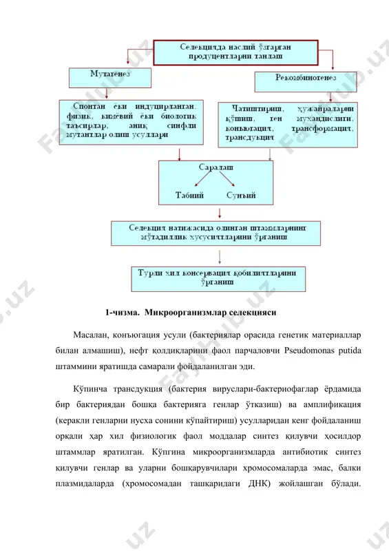 ез бўладиган ва доривор модда сифатида ишлатиладиган оқсил ва пептидларни синтез қилишни йўлга қўйиш катта аҳамият касб этади. ген мухандислиги муаммолари билан шуғиланадиган омилларни асосий вазифаларидан бири ҳам шундай бирикмаларни етарлича синтез қила оладиган бактериялар штаммларини яратишга бағишланган. бу жараённи асосий қийинчиликлари, штамм яратиш билан боғлиқ эмас, балки, яратилган штаммда синтез қилинган оқсил моддаларини керакли меъёрда ушлаб туриш, уларни модификацияга учраб, микроорганизм ҳужайрасида парчаланиб кетмаслиги учун шароит яратиш билан ҳам узвий боғлиқдир. биотехнологияда ген мухандислиги ҳозирги вақтда қайси продуцент микроорганизмдан фойдаланган ҳолда фойдали махсулотлар олиш мумкинлигини аниқ кўрсатиб бериш мумкин. агарда бундай продуцент бўлмаса, қай тариқада ва қандай шароитда юқори даражада исталган турдаги махсулотни олиш хусусиятни намоён қилувчи продуцентни яратиш мумкинлигини олдиндан айтиб бериш имкониятлари мавжуддир. биотехнологик ишлаб чиқаришда бугунги кунда микроорганизмларни минглаб штаммларидан фойдаланилмоқда. ўзбекистон республикаси мустақилликка эришгандан сўнг қишлоқ хўжалиги, халқ хўжалиги ва озиқ-овқат ишлаб чиқариш соҳасига бўлган муносабат тубдан ўзгарди. шу боисдан озиқ-овқат махсулотлари ишлаб чиқариш соҳаси …